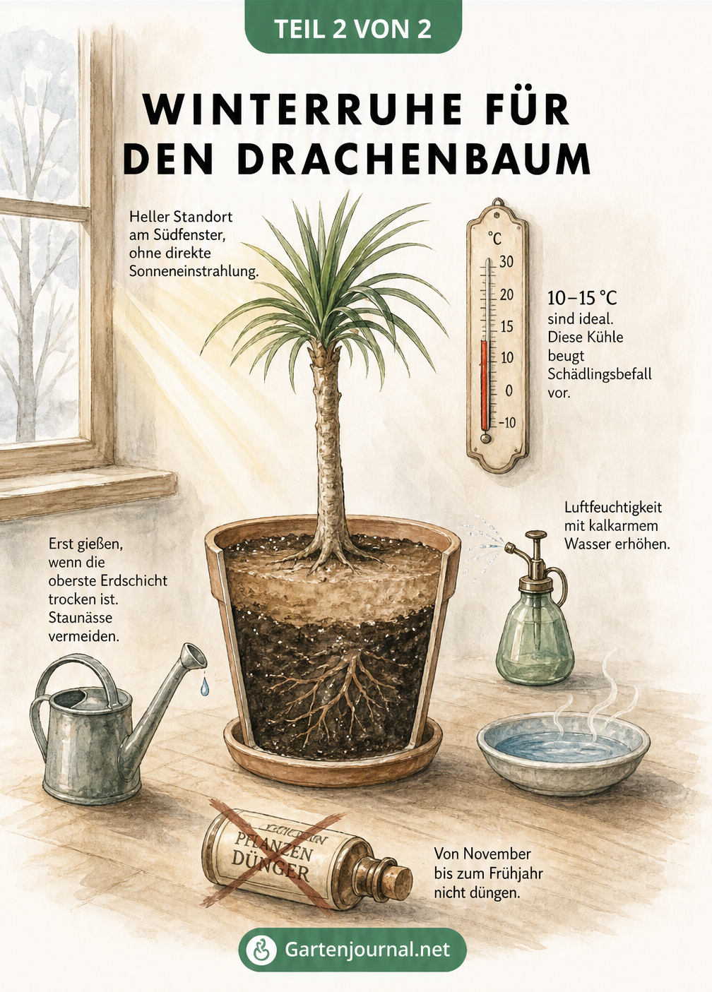 Illustration eines Drachenbaums im Innenraum mit Hinweisen zu Standort, Temperatur, Gießen und Luftfeuchtigkeit im Winter