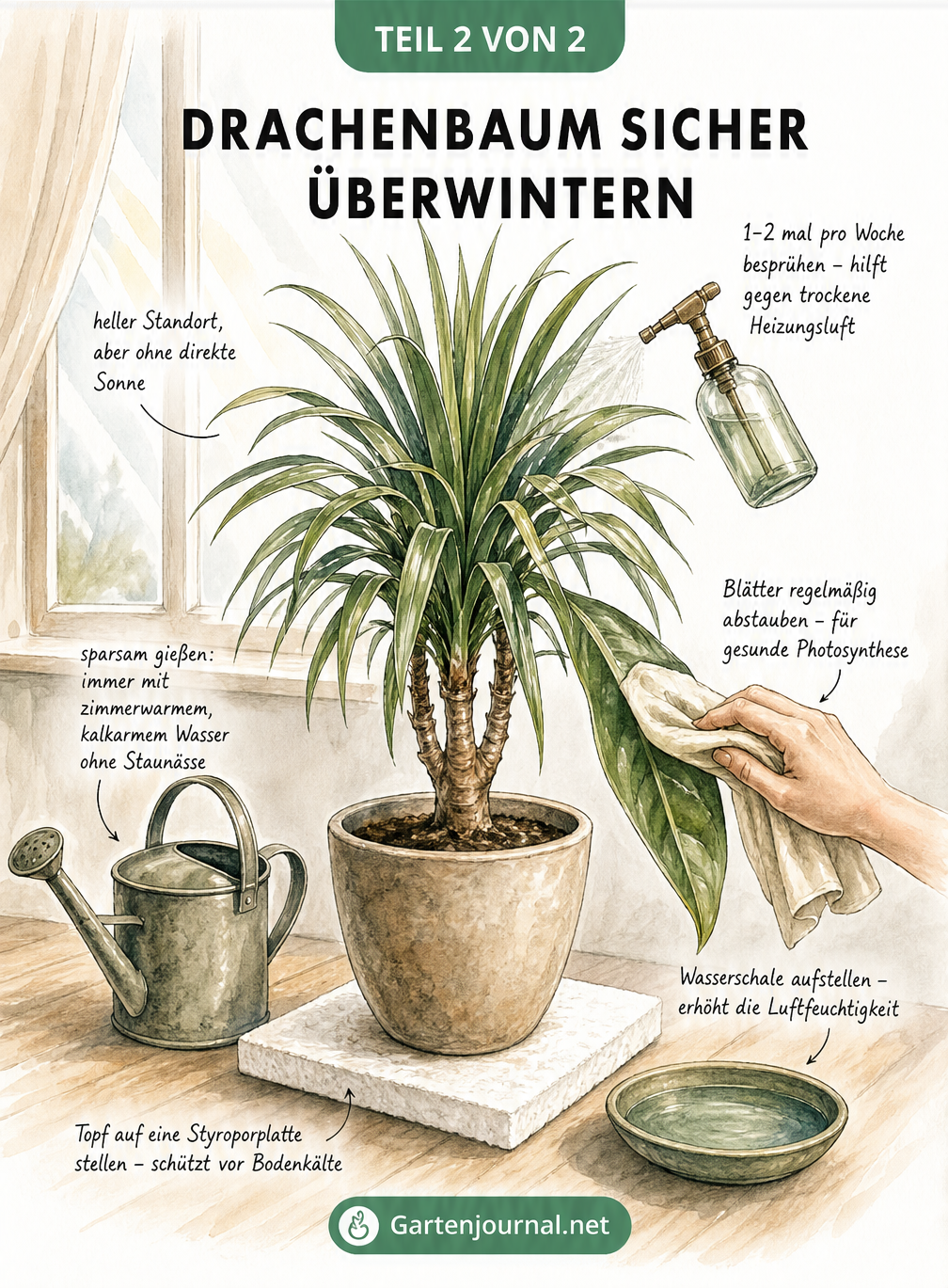 Schnittzeichnung eines Drachenbaums im Winterquartier mit Hinweisen zu Standort, Gießen, Besprühen und Abstauben