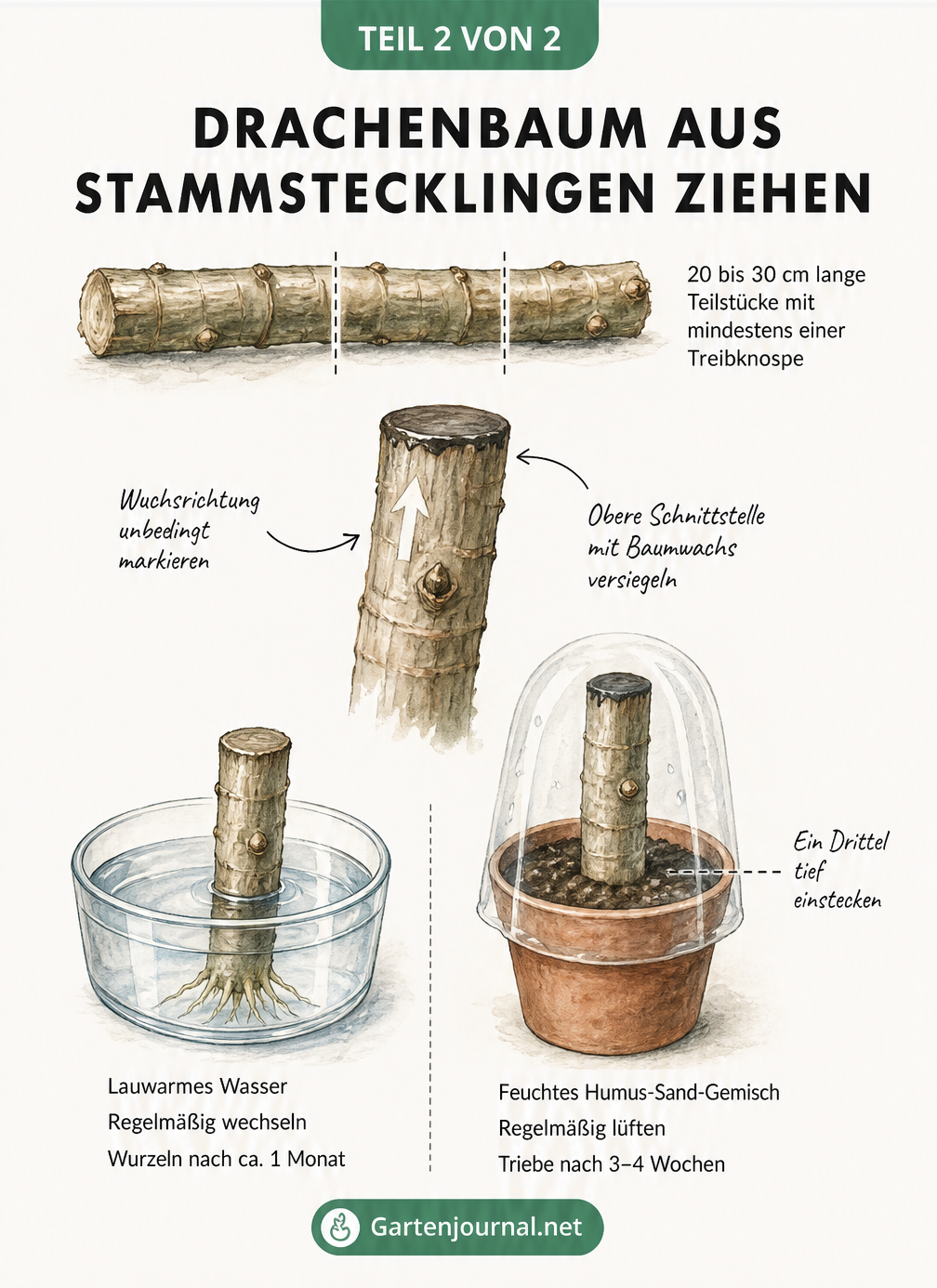 Illustration zur Vermehrung eines Drachenbaums über Stammstecklinge in Wasser und Erde