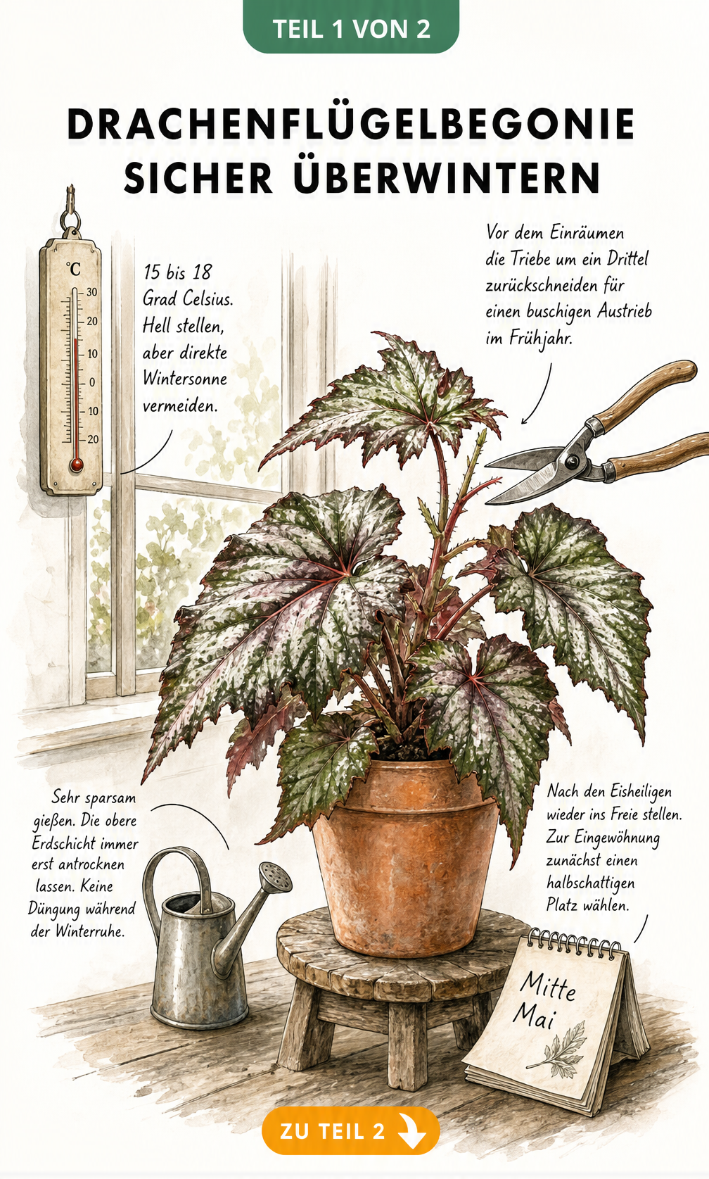 Botanische Illustration einer Drachenflügelbegonie im Terrakottatopf mit Hinweisen zu Temperatur, Rückschnitt und Gießen im Winter