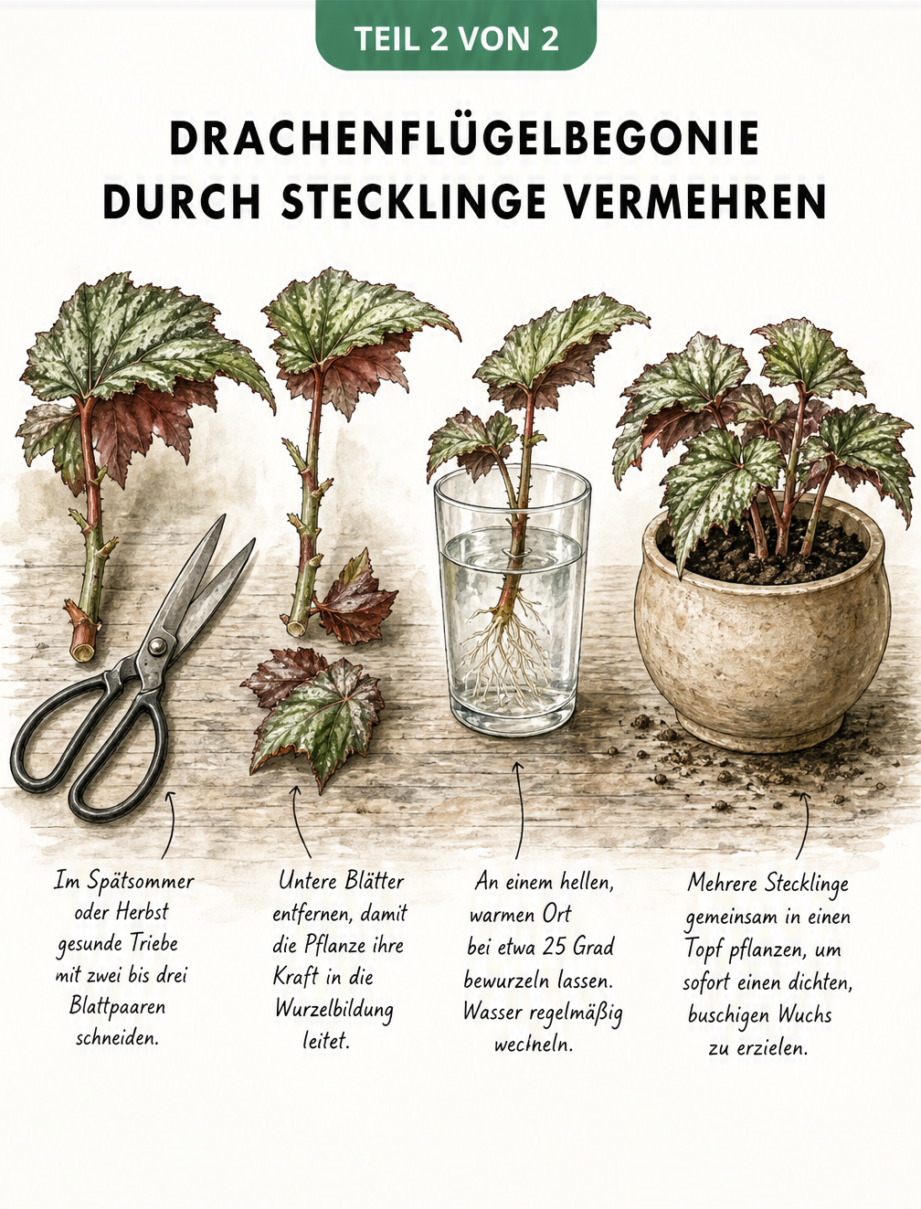 Illustration der Vermehrung einer Drachenflügelbegonie durch Stecklinge im Wasserglas und anschließendes Einpflanzen
