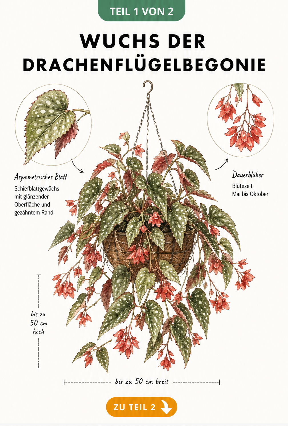 Botanische Illustration der Drachenflügelbegonie in einer Blumenampel mit Detailansichten von Blatt und Blüte