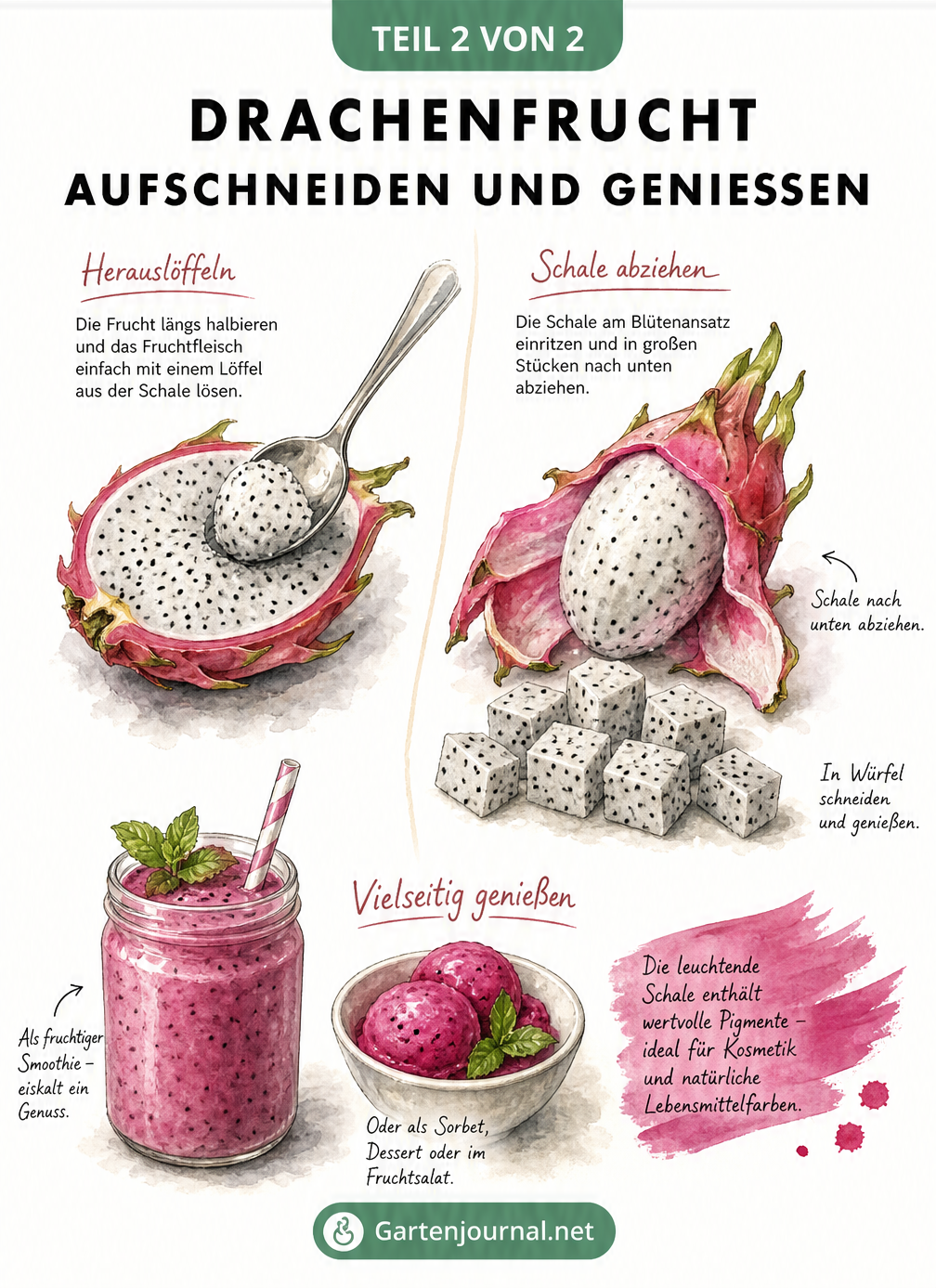 Illustration zum Aufschneiden und Zubereiten einer Drachenfrucht mit Löffel, Fruchtwürfeln und Smoothie