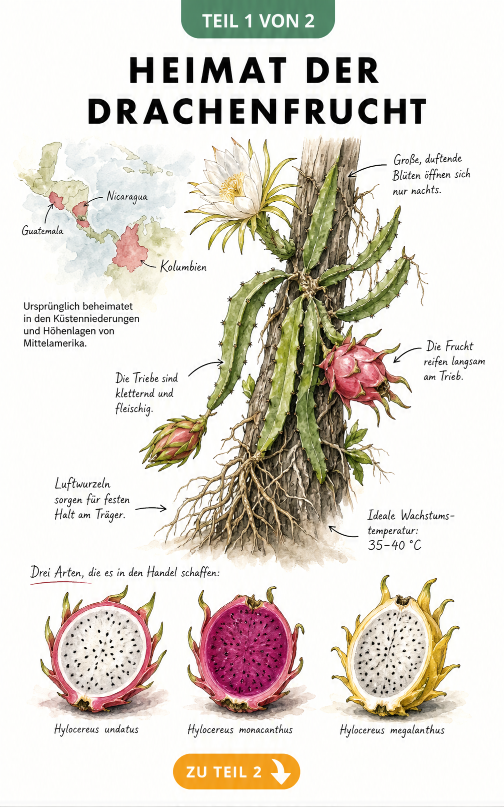 Botanische Illustration der Drachenfrucht-Pflanze mit Karte von Mittelamerika und drei Fruchtsorten im Querschnitt