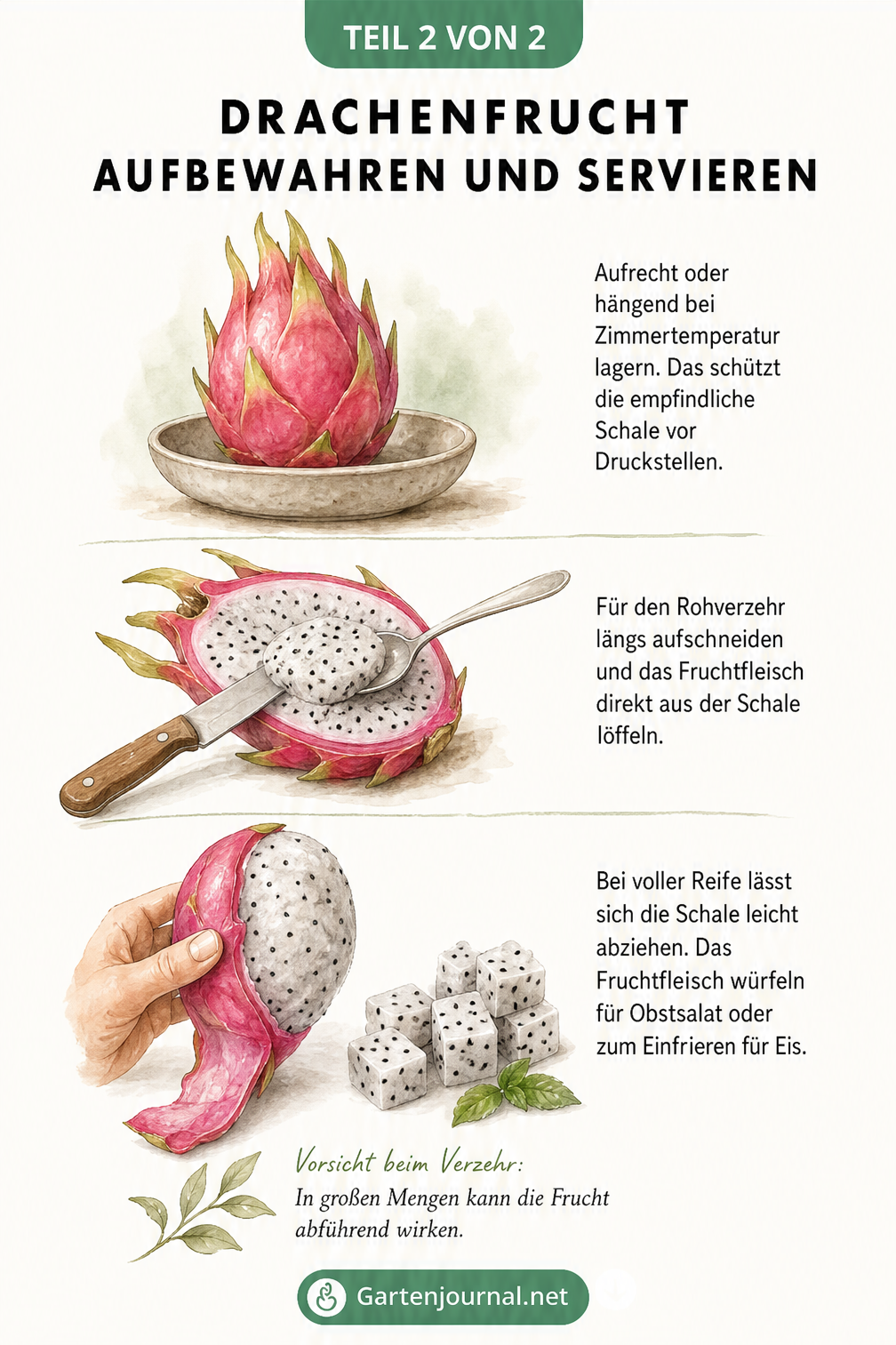 Illustration zur Lagerung und Zubereitung einer Drachenfrucht, inklusive Aufschneiden, Löffeln und Abziehen der Schale