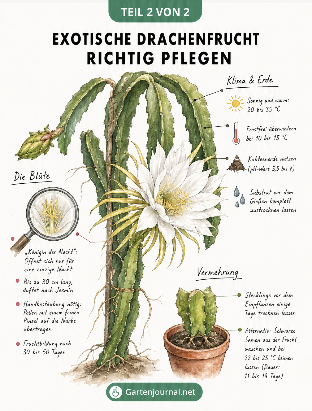 Botanik-Tafel eines Selenicereus-Kaktus mit Blüte, Pflegehinweisen und Vermehrungstipps