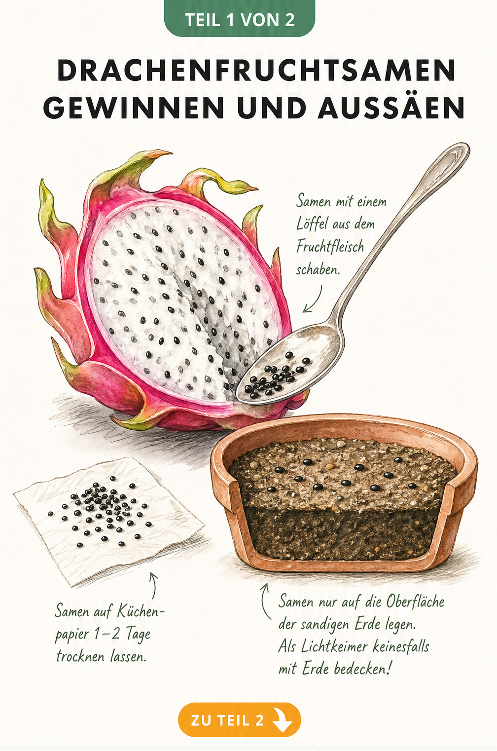 Illustration einer halbierten Drachenfrucht, aus der schwarze Samen geschabt werden, neben einem Terrakottatopf mit sandiger Erde