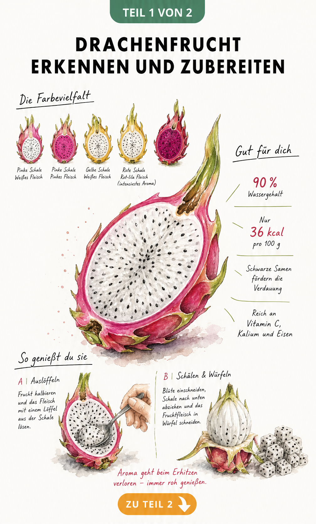 Aquarell-Illustration einer halbierten Drachenfrucht mit Sorten, Nährwerten und Zubereitungstipps