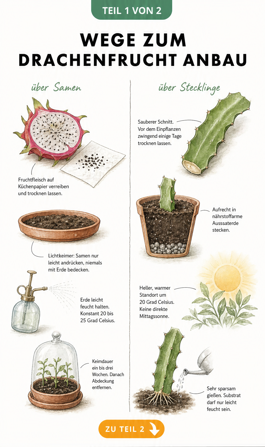Illustration zur Vermehrung der Drachenfrucht über Samen und Stecklinge