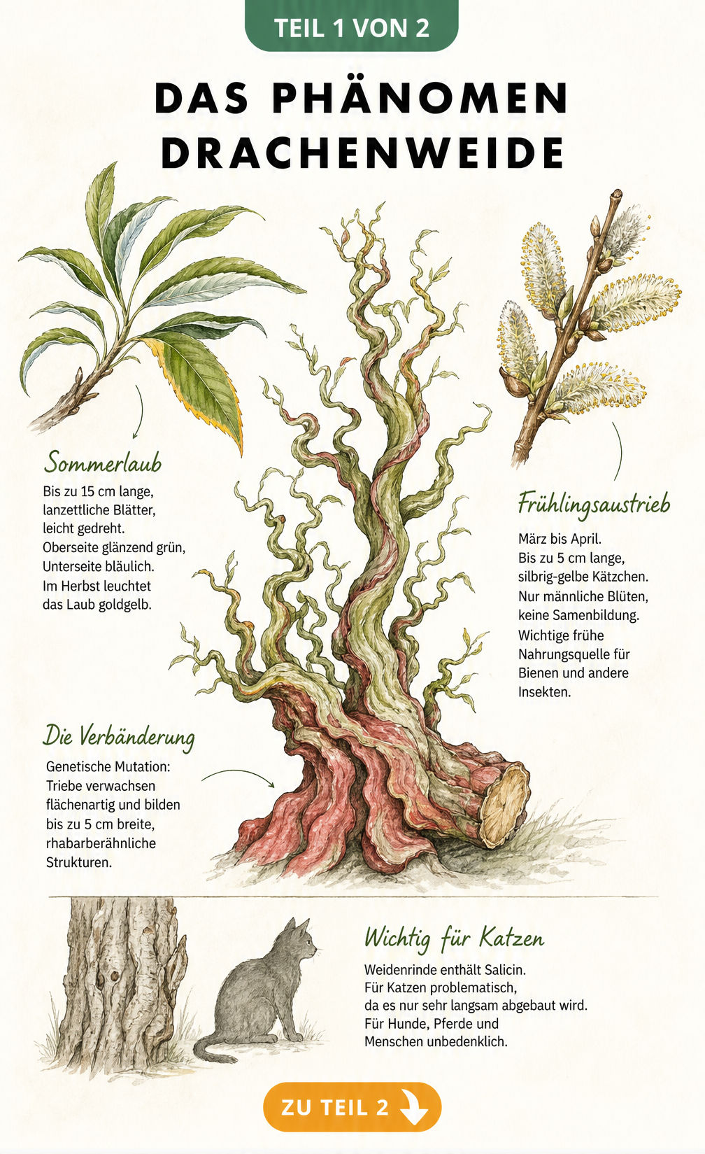 Botanische Illustration der Drachenweide mit Zweigen, Blättern, Kätzchen und Hinweis zur Giftigkeit für Katzen