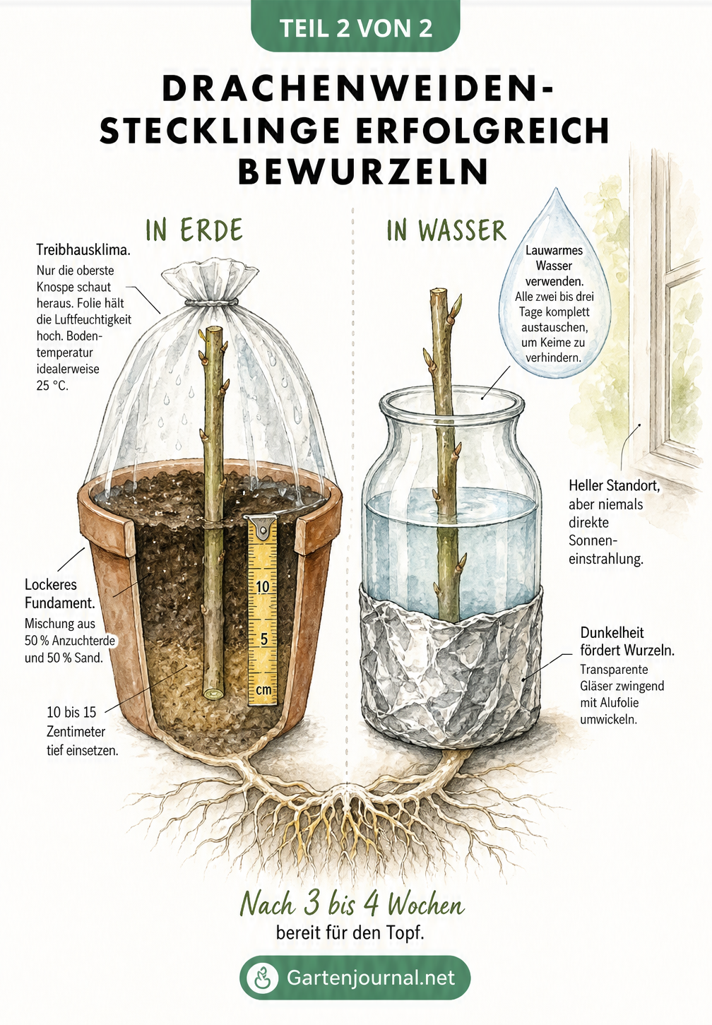 Vergleich der Bewurzelungsmethoden für Drachenweiden-Stecklinge in Erde und Wasser