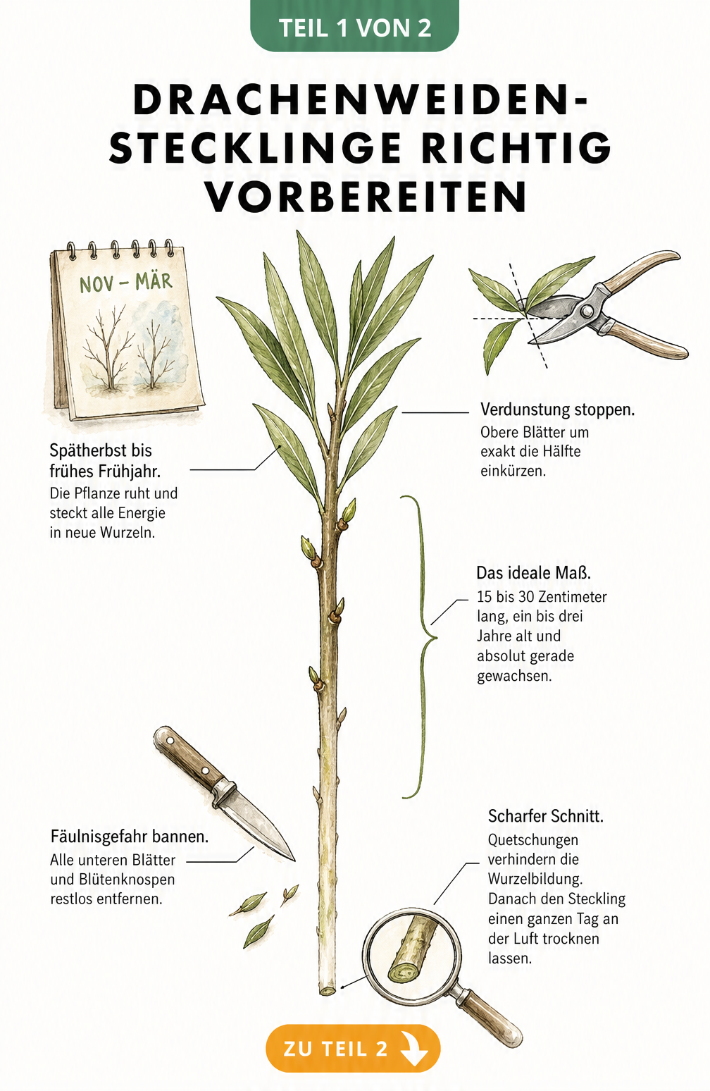 Botanische Illustration eines Drachenweiden-Zweigs mit Anleitungen zum Schneiden und Vorbereiten von Stecklingen