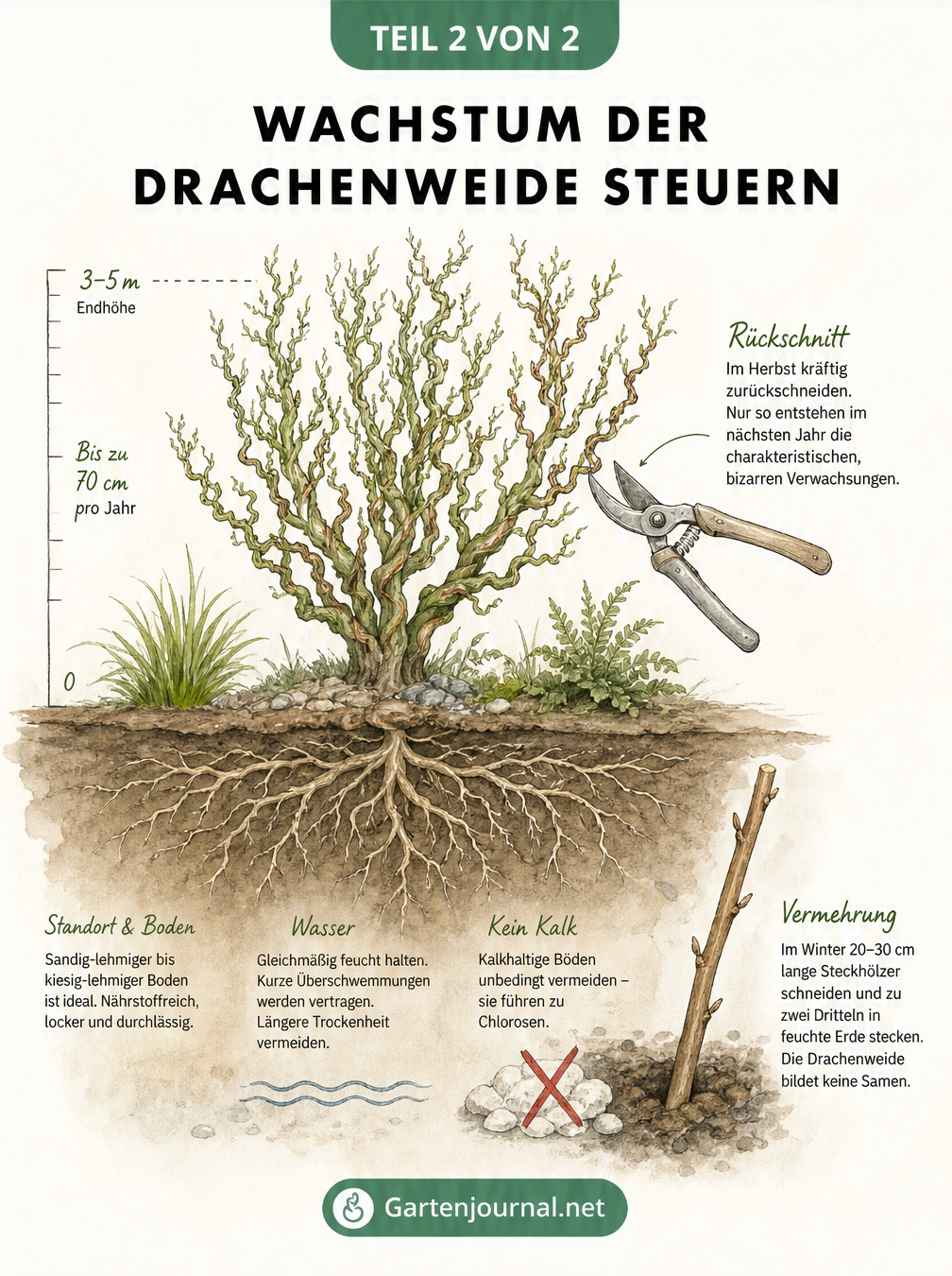 Querschnitt eines Gartenbeets mit Wurzelwerk der Drachenweide, Maßstab zum Wachstum, Rückschnitt und Stecklingsvermehrung