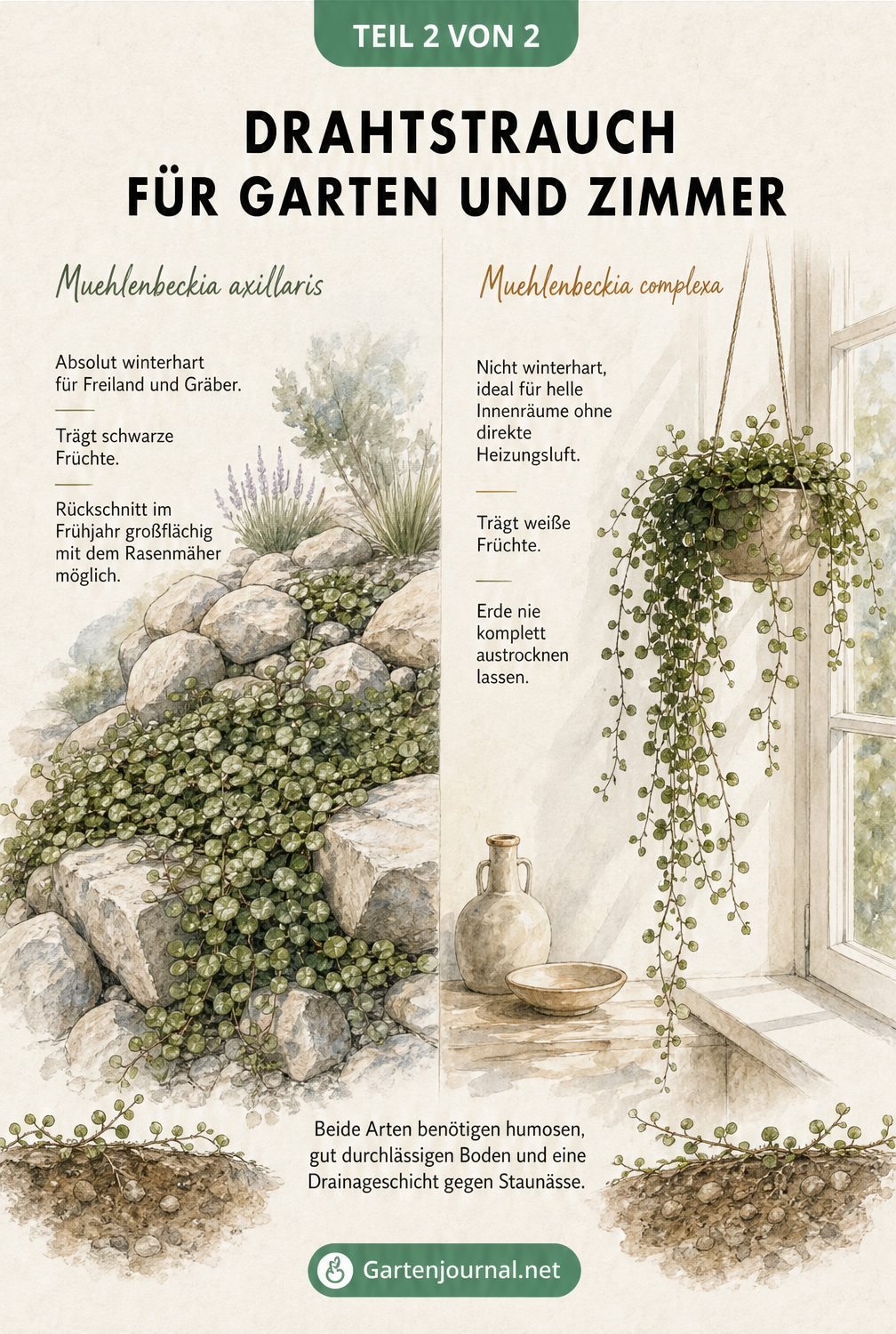 Illustration der Drahtstrauch-Arten Muehlenbeckia axillaris im Steingarten und Muehlenbeckia complexa als Zimmerpflanze