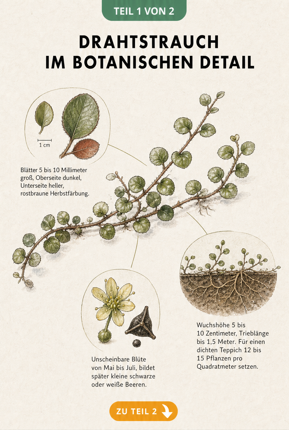 Botanische Illustration des Drahtstrauchs mit Details zu Blättern, Blüten und Wuchsverhalten