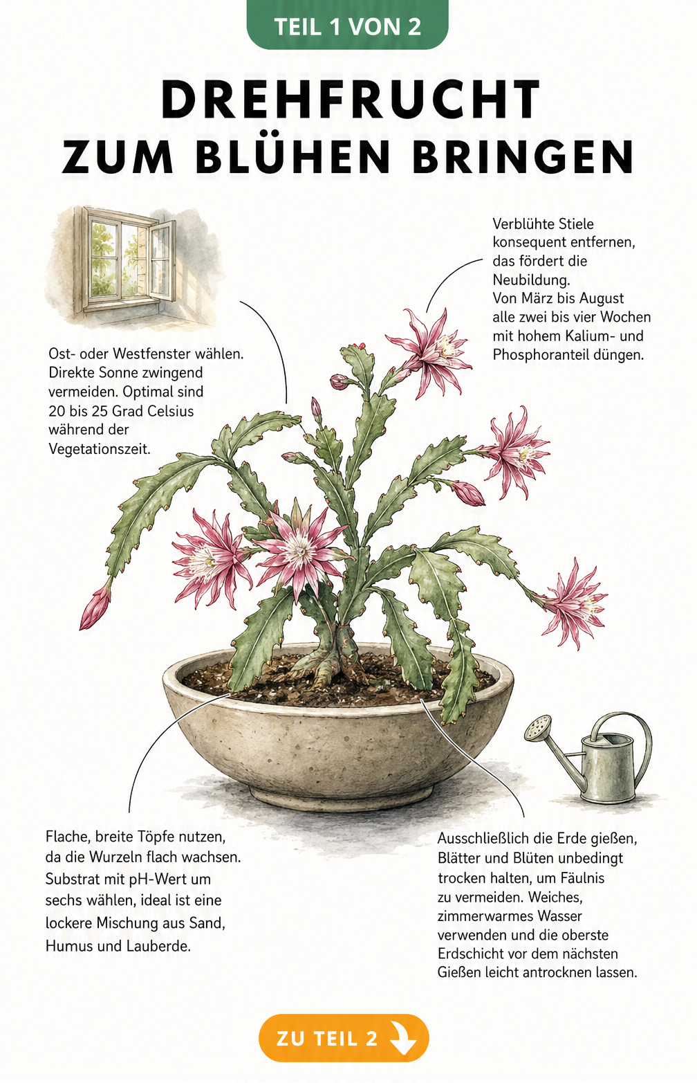 Botanische Illustration einer blühenden Drehfrucht im flachen Topf mit Pflegehinweisen zu Standort, Gießen und Düngen