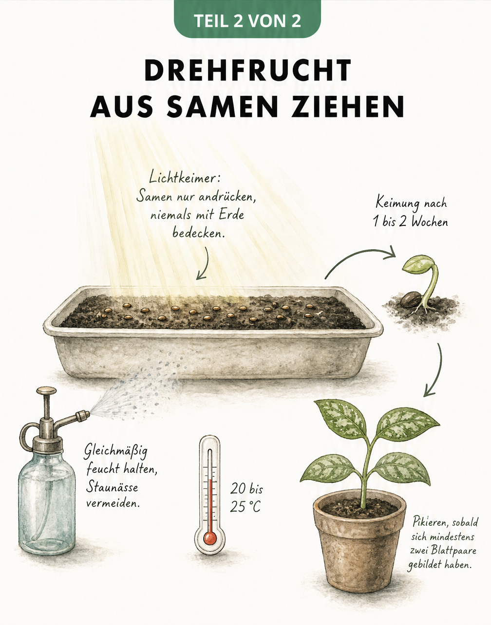 Querschnitt einer Saatschale mit Drehfrucht-Samen als Lichtkeimer und kleinen Keimlingen