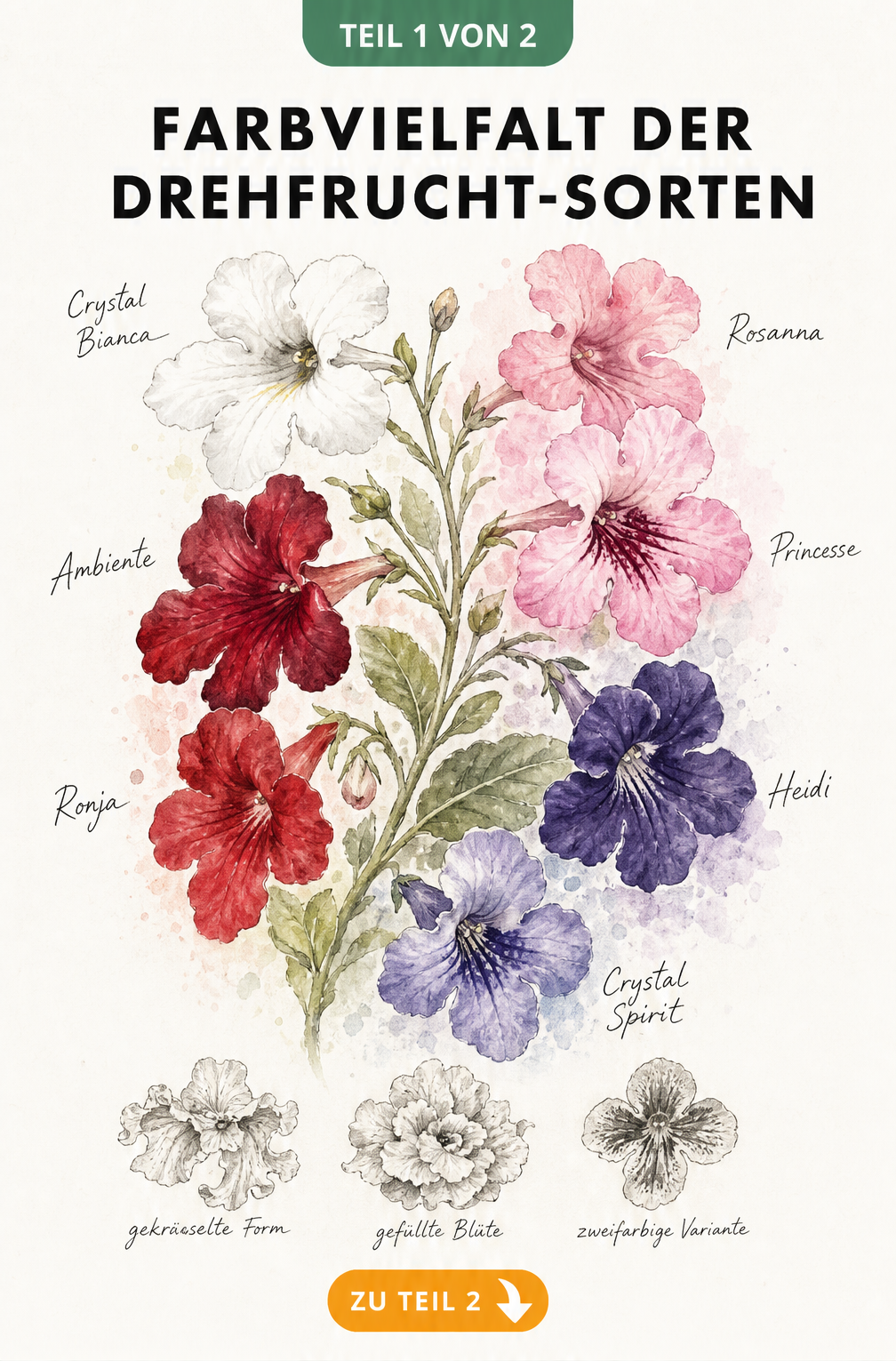Botanische Illustration verschiedener Drehfrucht-Sorten in Aquarell mit Farbnuancen von Weiß über Rosa und Rot bis Violett