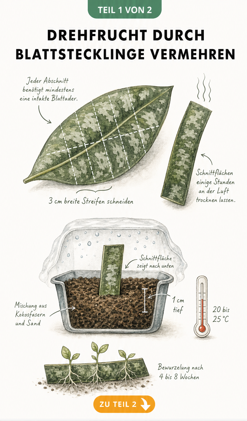 Botanische Illustration zur Vermehrung der Drehfrucht durch Blattstecklinge mit Schnittlinien und Anzuchttopf