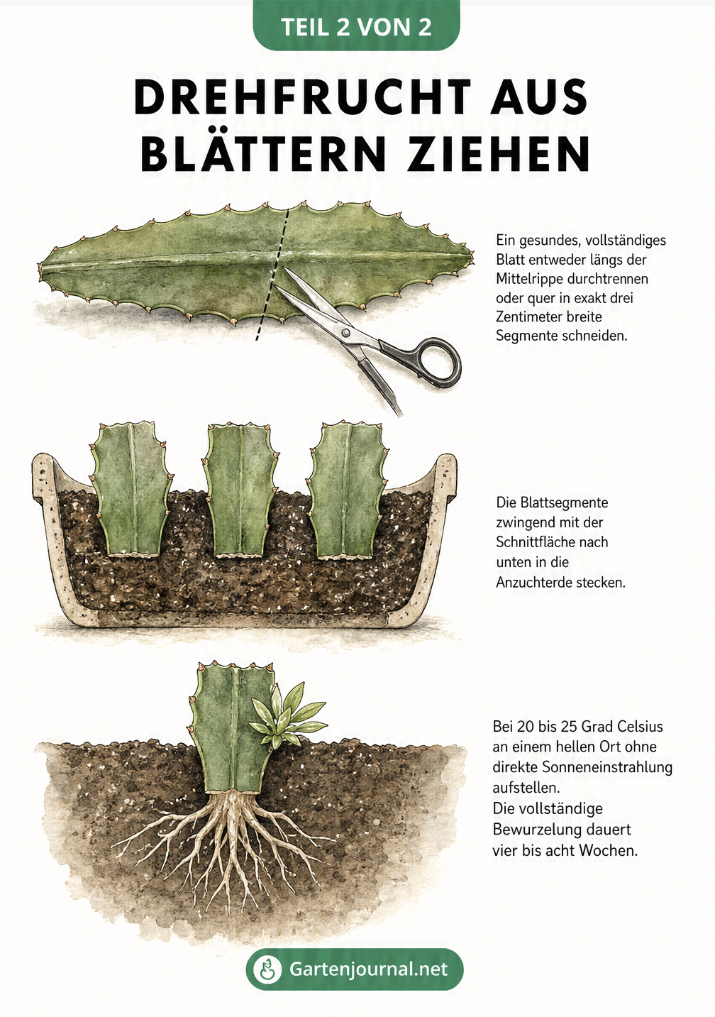 Illustration der Drehfrucht-Vermehrung durch Blattstecklinge in drei Schritten