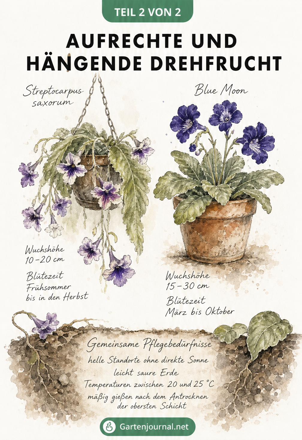 Skizze zweier Drehfrucht-Wuchsformen: hängende Streptocarpus saxorum in einer Blumenampel und aufrechte Blue Moon im Terrakotta-Topf
