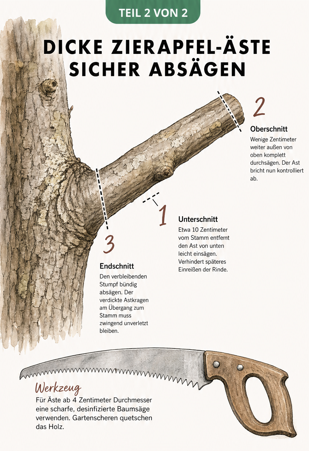 Illustration der Drei-Schnitt-Technik an einem dicken Zierapfel-Ast mit Markierungen für Unterschnitt, Oberschnitt und Endschnitt.