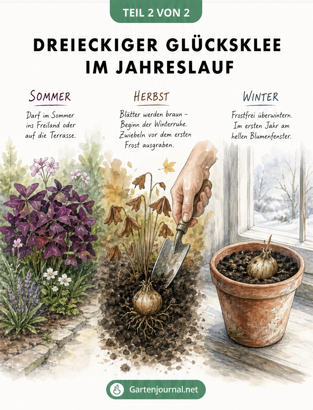 Illustration des Dreieckigen Glücksklees im Jahreslauf: Sommer im Freiland, Herbst mit braunen Blättern und Winterruhe der Zwiebel