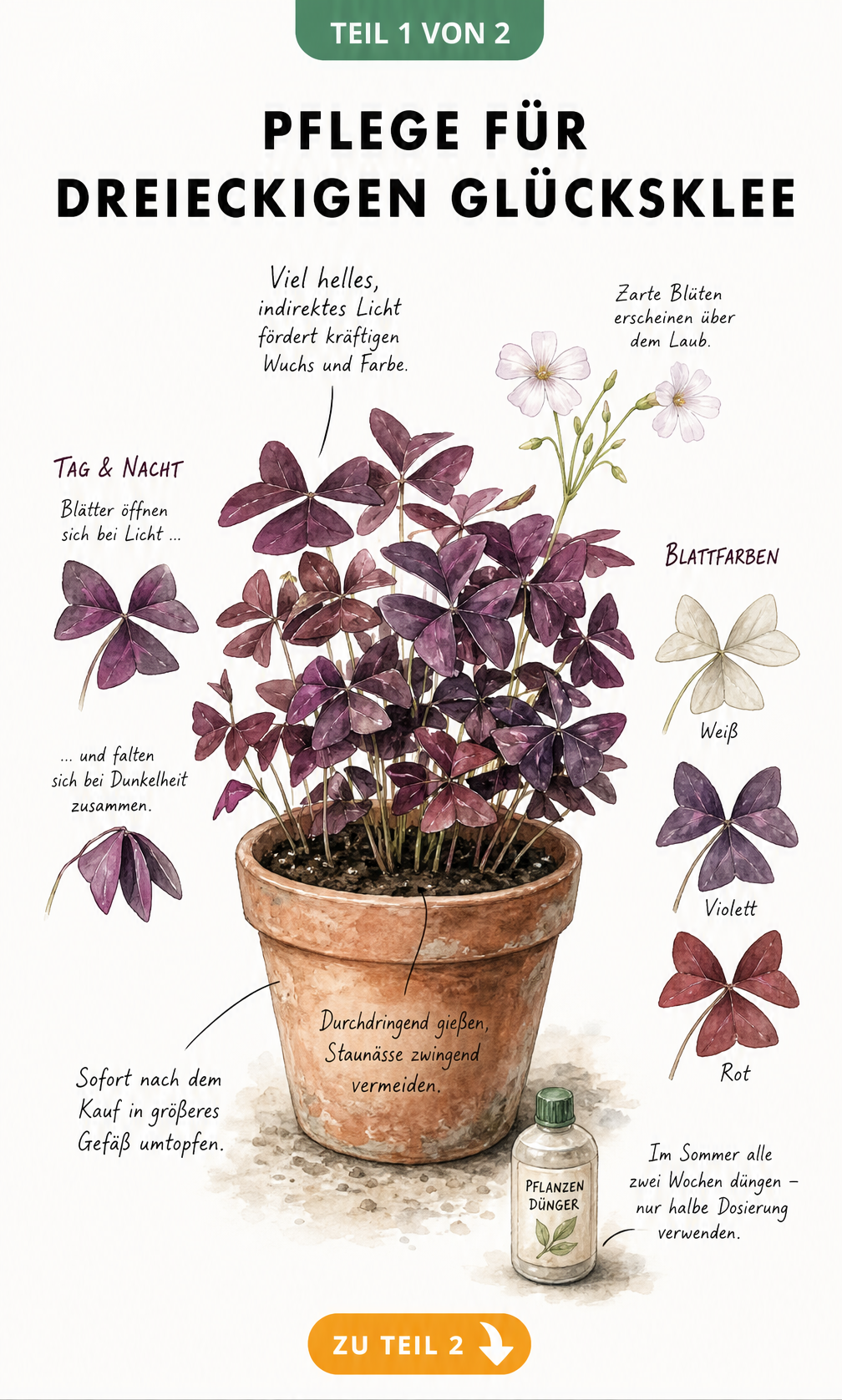 Botanische Illustration eines Dreieckigen Glücksklees im Terrakotta-Topf mit Pflegehinweisen und Tag-Nacht-Rhythmus