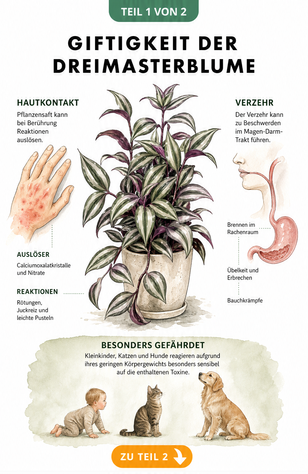 Illustration der Dreimasterblume mit Darstellung der giftigen Wirkungen bei Hautkontakt und Verzehr sowie gefährdeten Risikogruppen
