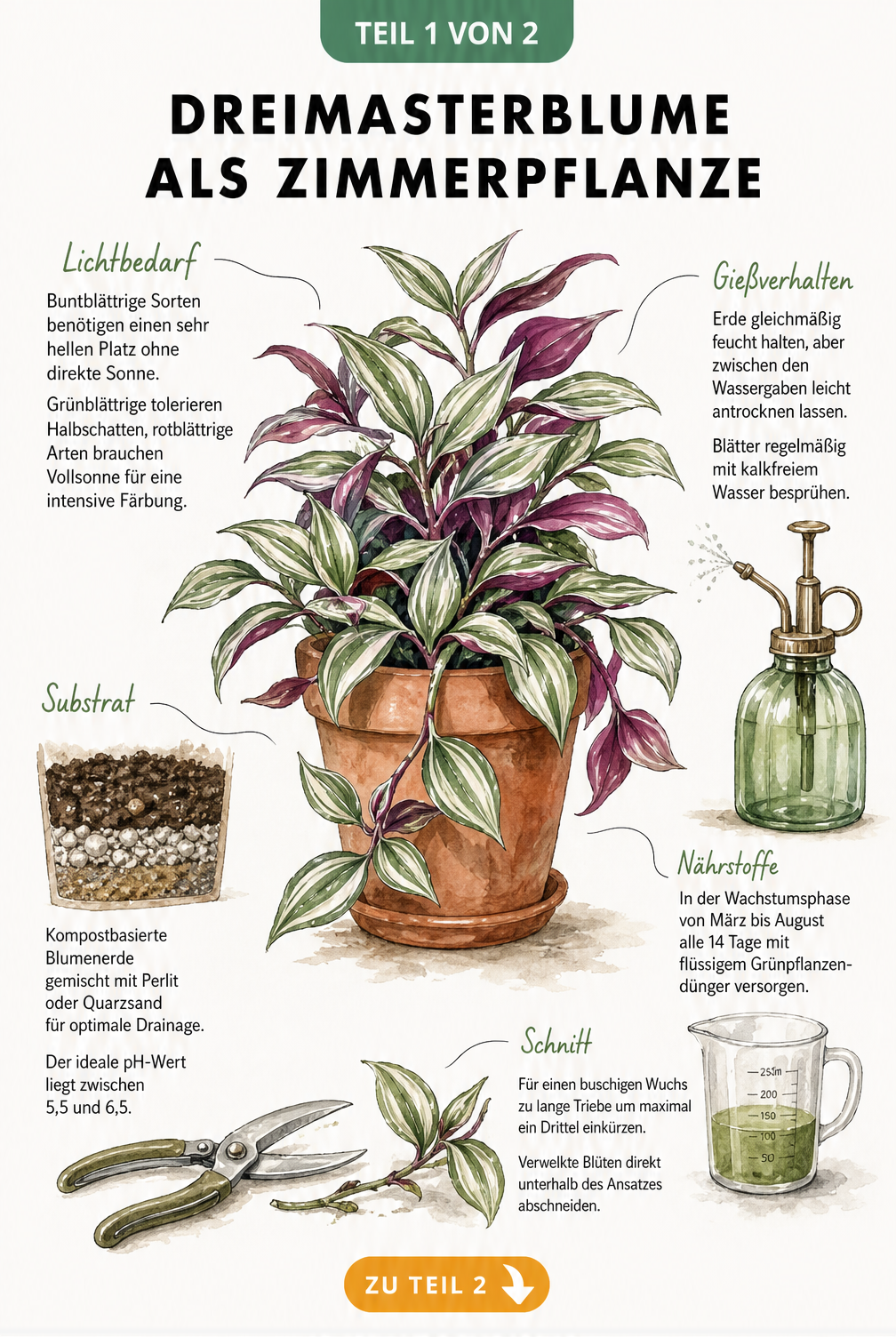 Botanische Illustration einer Dreimasterblume im Terrakottatopft mit Pflegehinweisen zu Licht, Substrat, Gießen, Düngen und Schnitt.