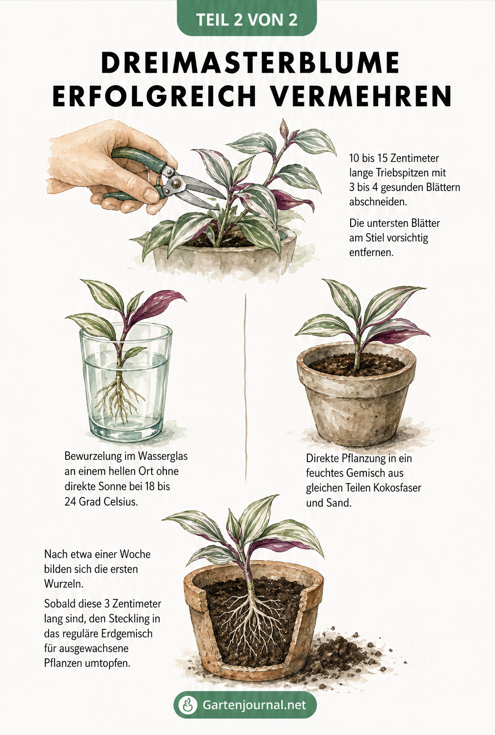 Illustration der Stecklingsvermehrung einer Dreimasterblume: Trieb abschneiden, im Wasserglas oder in Erde bewurzeln und einpflanzen.