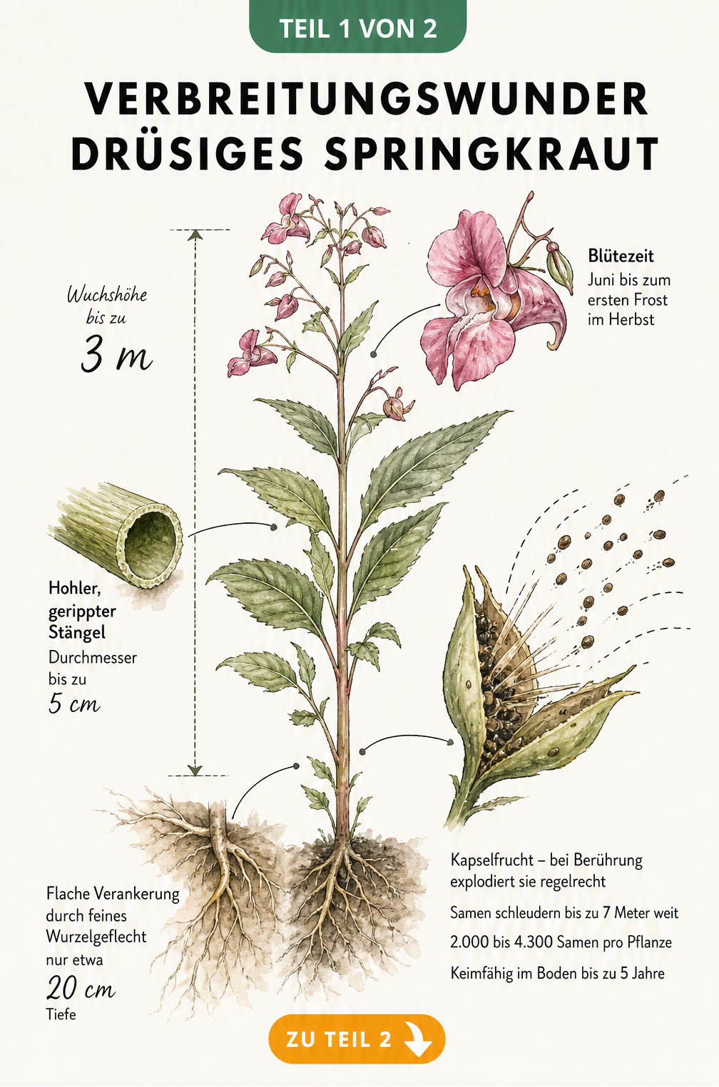 Botanische Illustration des Drüsigen Springkrauts mit Details zu Wurzeln, Stängel, Blüte und aufplatzender Samenkapsel