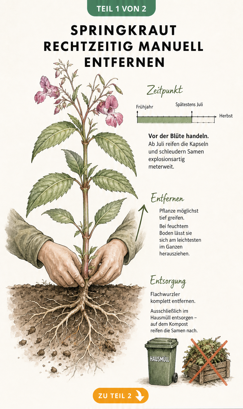 Botanische Illustration des Drüsigen Springkrauts mit Zeitstrahl zur Bekämpfung vor der Blüte und Darstellung der Wurzelentfernung