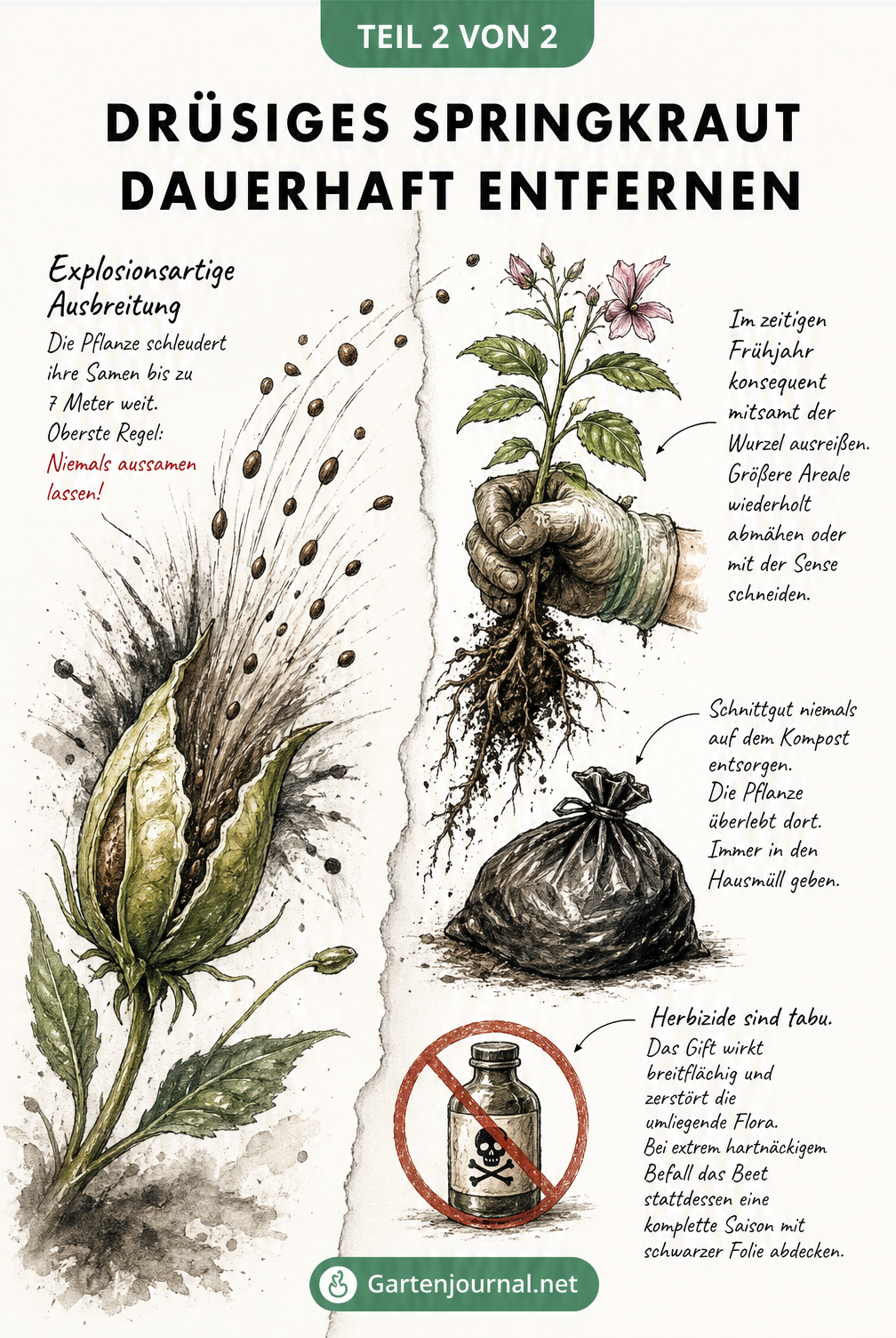 Zweigeteilte Illustration: Links eine explodierende Samenkapsel des Drüsigen Springkrauts, rechts eine Hand, die die Pflanze mitsamt Wurzel ausreißt
