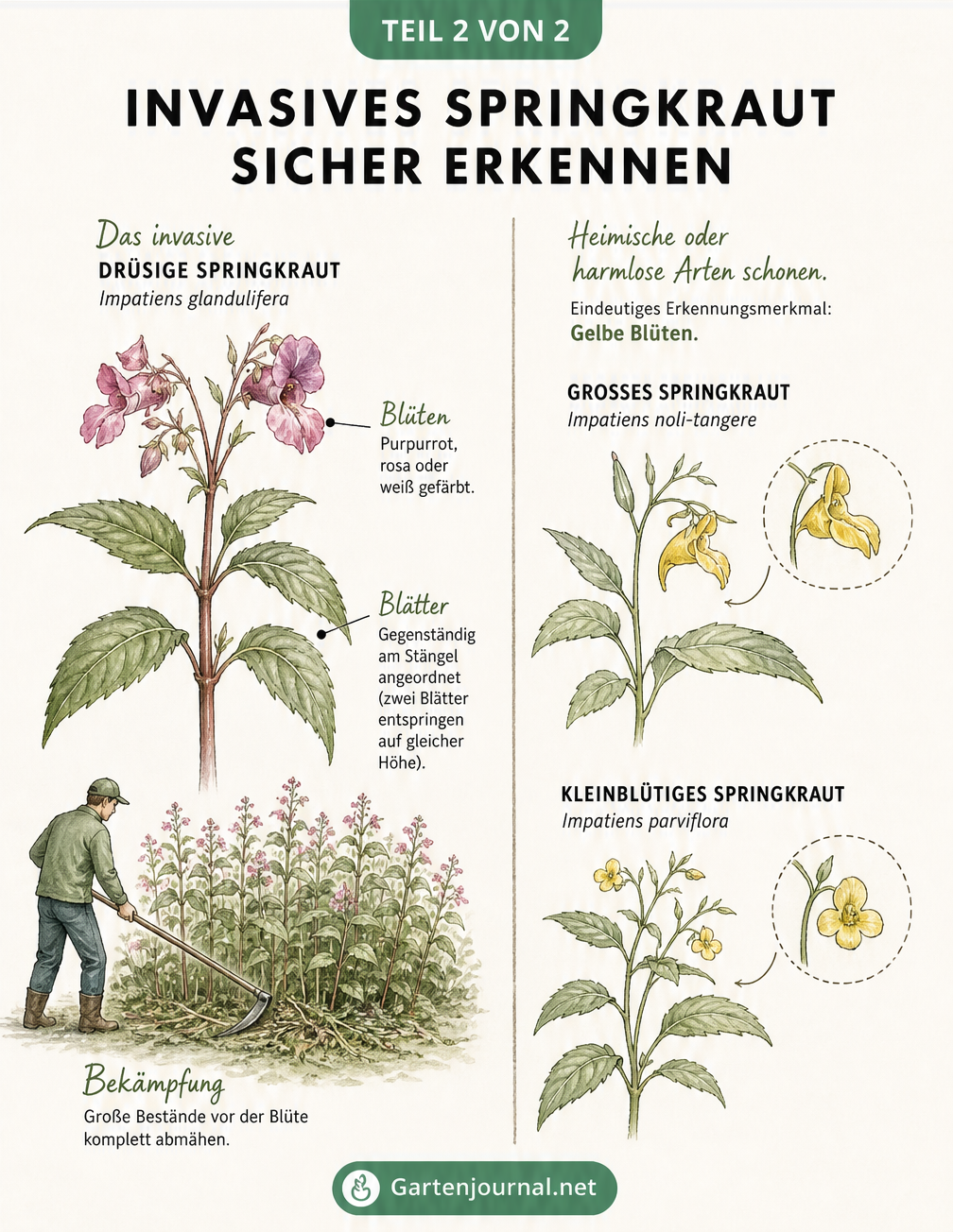 Vergleich des invasiven Drüsigen Springkrauts mit purpurroten Blüten und heimischen Springkrautarten mit gelben Blüten