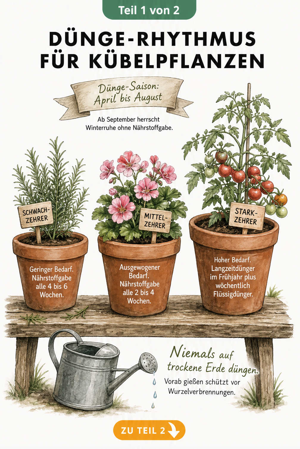 Handgezeichnete Illustration von drei Terrakotta-Töpfen mit Rosmarin, Zierpflanze und Tomate, die den Dünge-Rhythmus für Schwach-, Mittel- und Starkzehrer von...