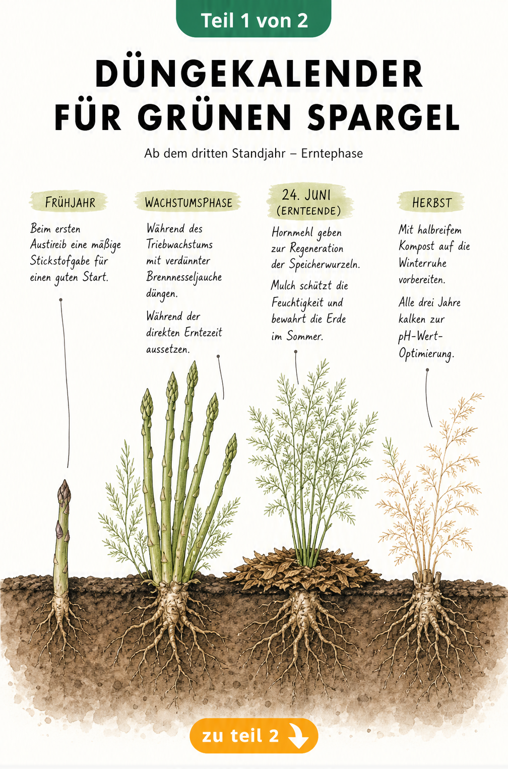 Düngekalender für grünen Spargel mit Jahreszeiten und Nährstoffbedarf