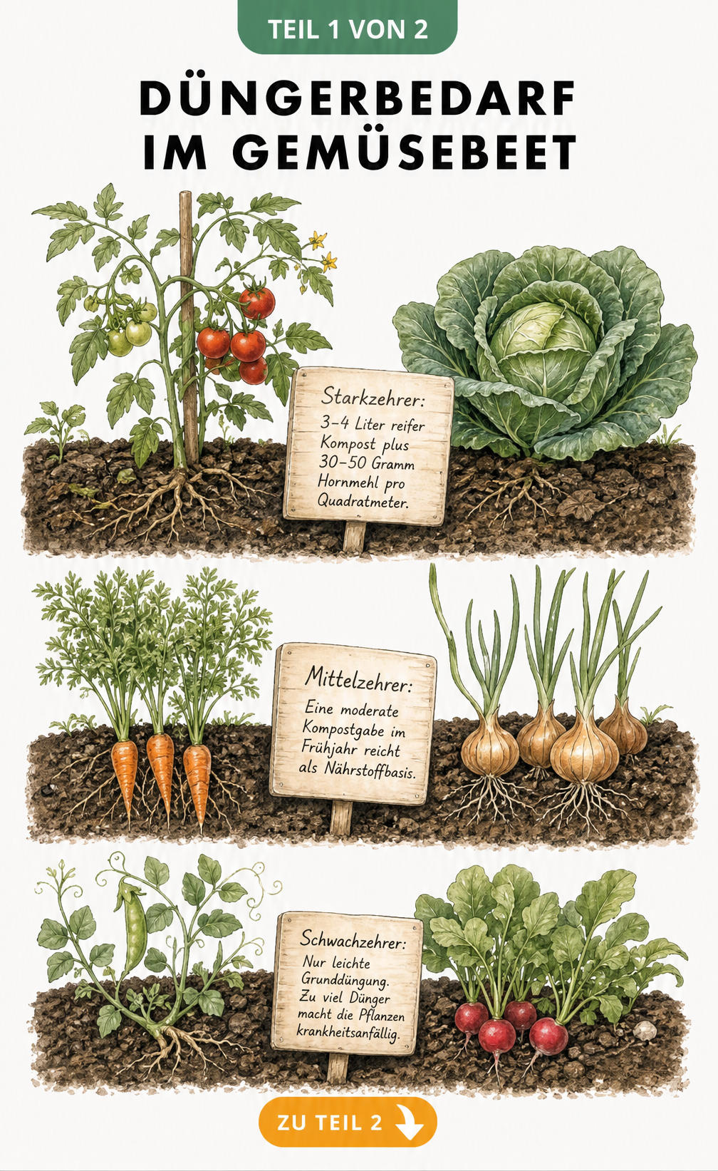 Botanische Illustration von Starkzehrern, Mittelzehrern und Schwachzehrern im Gemüsebeet mit Düngerbedarf