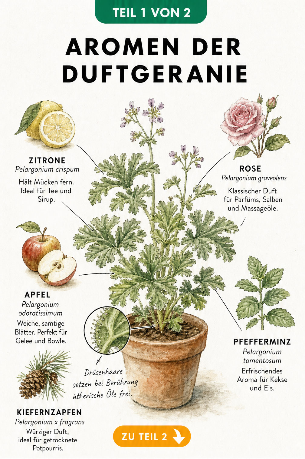 Botanische Aquarell-Zeichnung einer Duftgeranie mit fünf Duftrichtungen: Zitrone, Rose, Apfel, Pfefferminz und Kiefernzapfen.