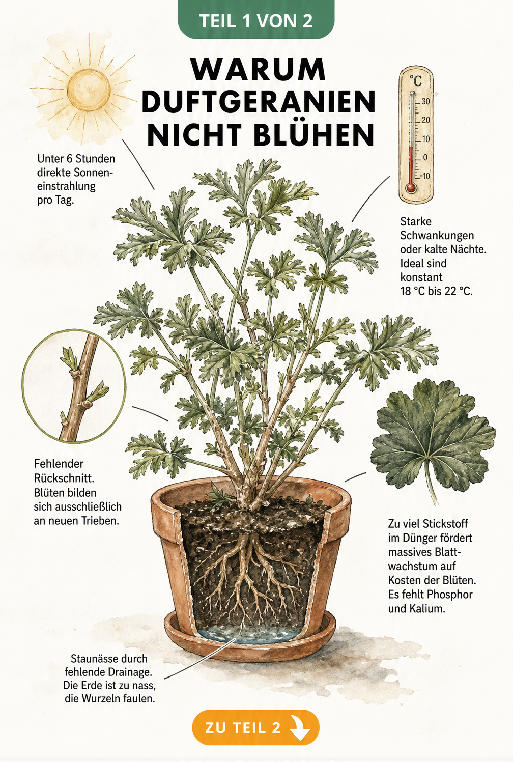 Botanische Illustration einer blütenlosen Duftgeranie im Terrakottatopfe mit Hinweisen zu Lichtmangel, Temperaturschwankungen, fehlendem Rückschnitt,...