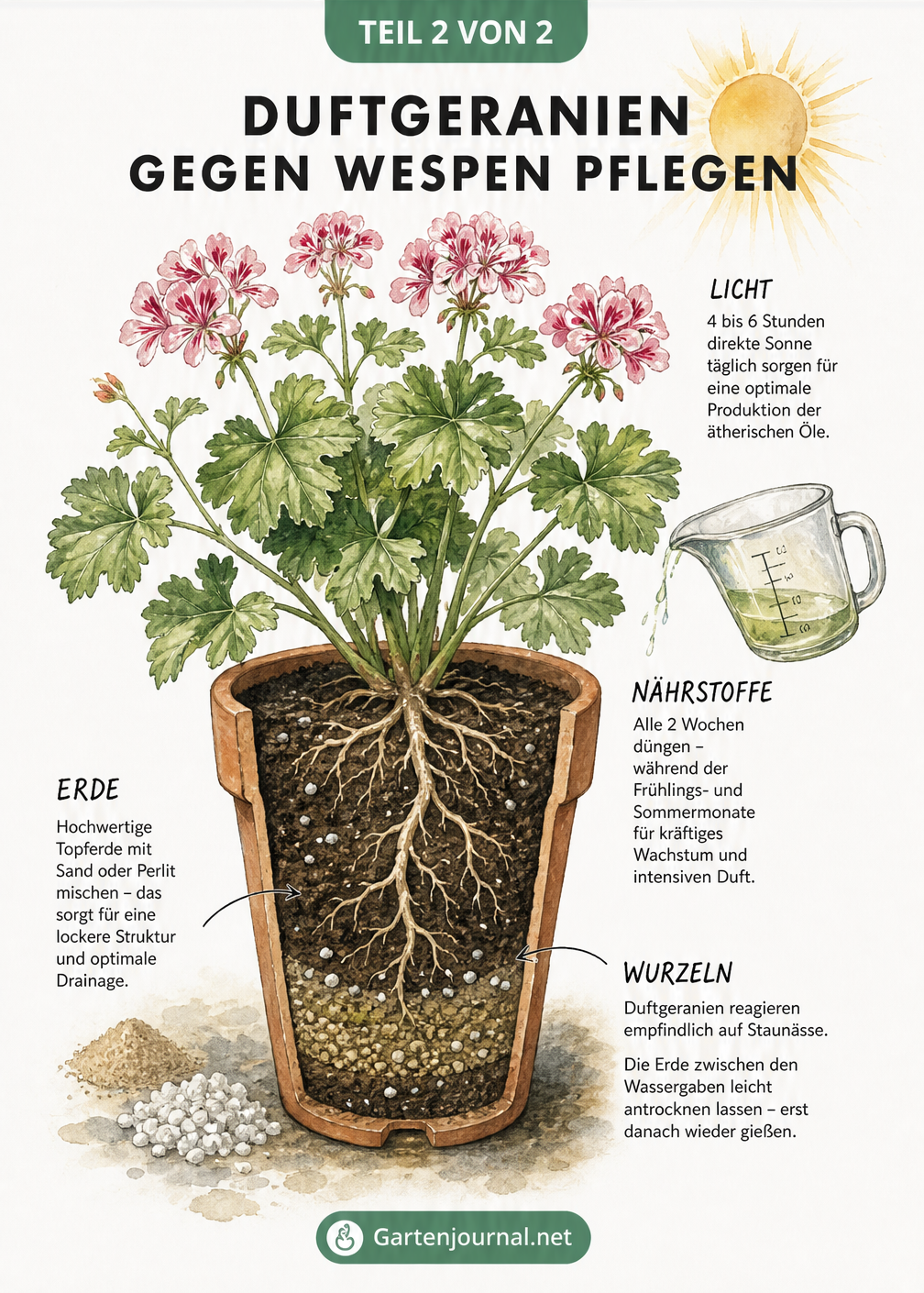 Botanische Lehrtafel einer Duftgeranie im Querschnitt, die Pflegehinweise zu Lichtbedarf, Düngung und optimaler Bodenbeschaffenheit zeigt.
