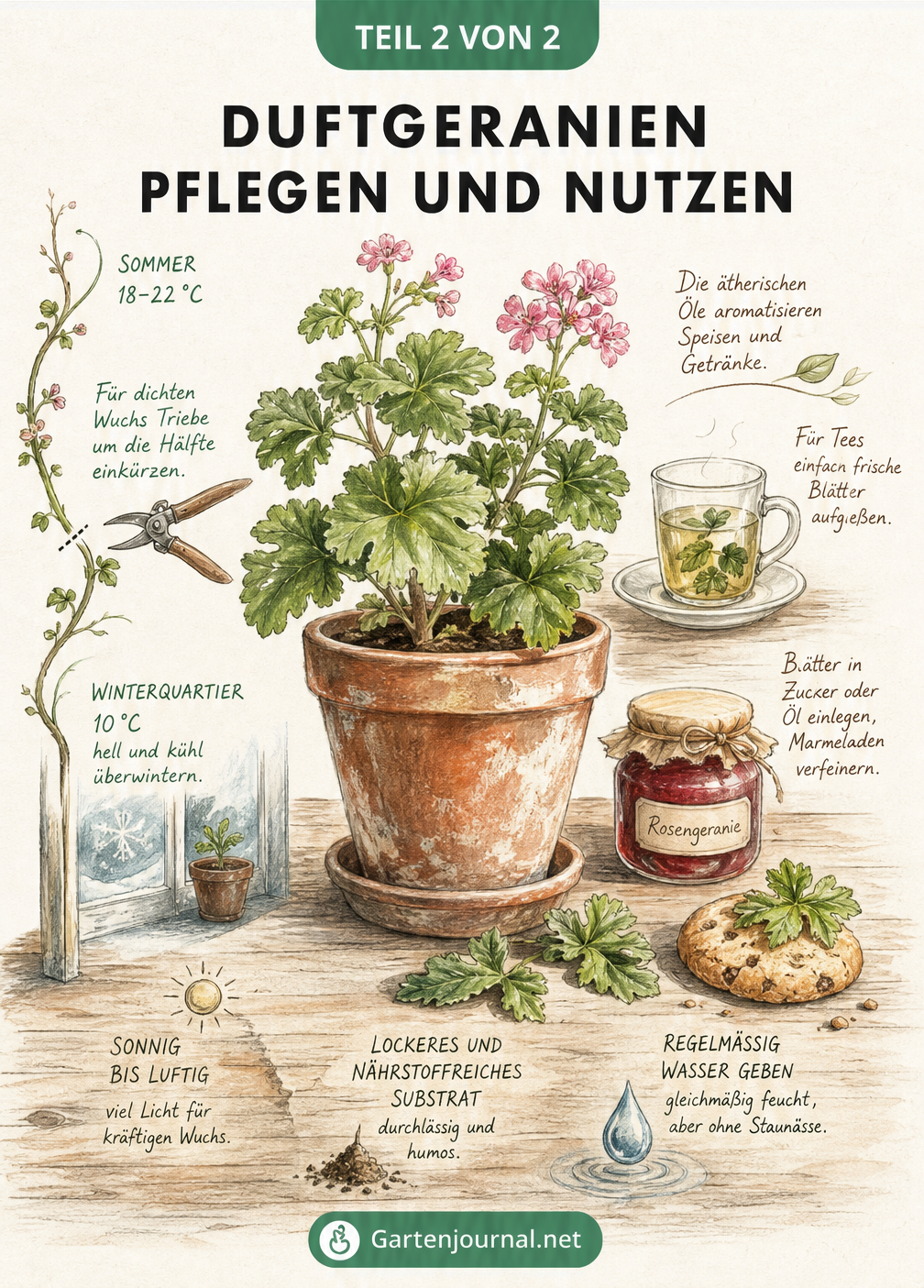 Skizzierte Illustration einer Duftgeranie im Terrakottatopfen mit Hinweisen zu Standort, Temperaturverlauf, Schnitt und der Verwendung der Blätter für Tee und...