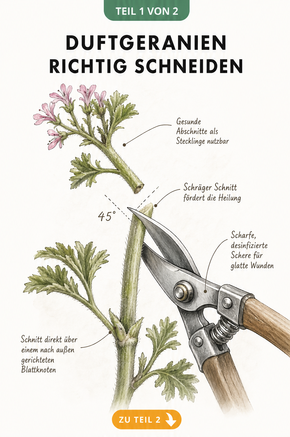 Botanische Illustration eines Duftgeranien-Triebes, der mit einer Gartenschere im 45-Grad-Winkel über einem Blattknoten geschnitten wird.