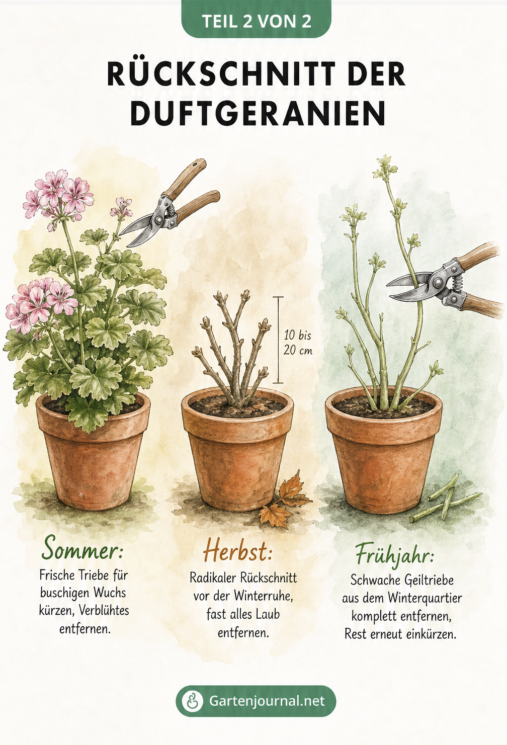 Drei Terrakotta-Töpfe zeigen eine Duftgeranie im Sommer, nach dem radikalen Herbstschnitt und beim Frühjahrsschnitt.