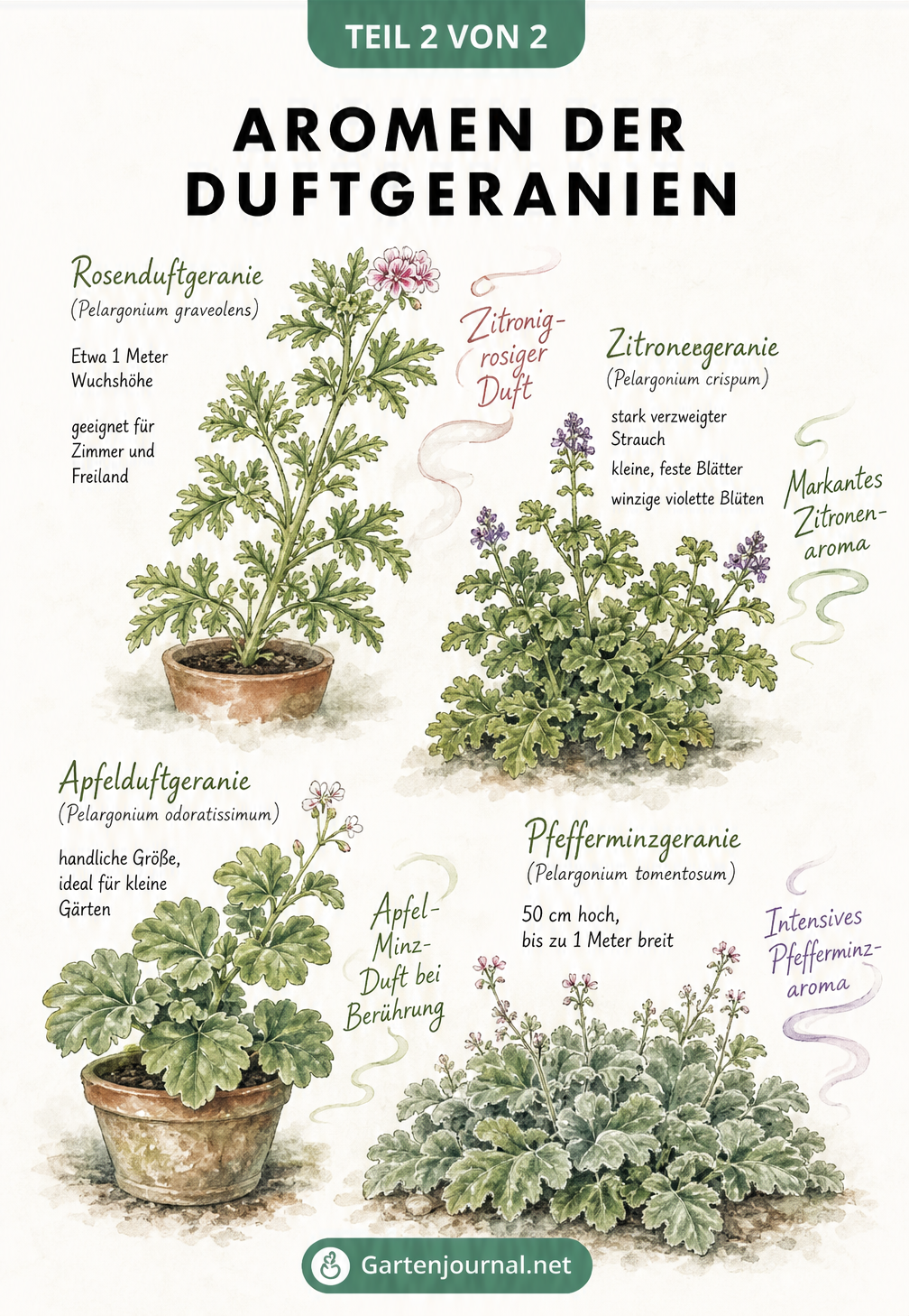 Zeichnung von vier Duftgeranien-Sorten mit ihren Aromen: Rosenduftgeranie, Zitronengeranie, Apfelduftgeranie und Pfefferminzgeranie