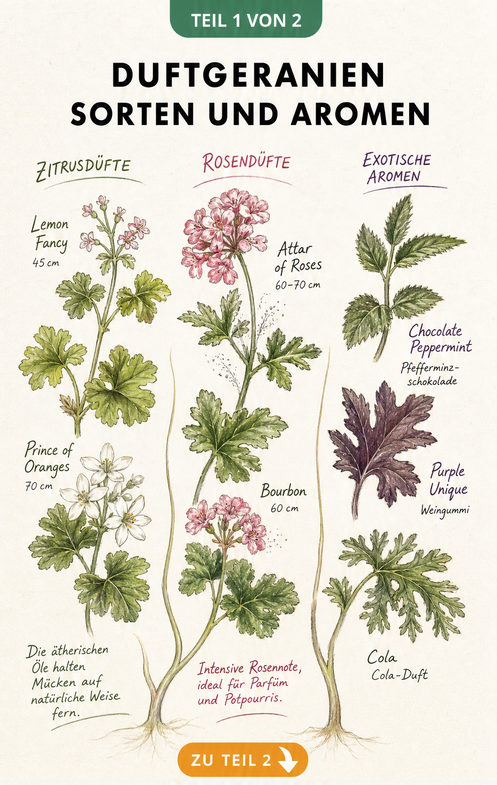 Handgezeichnete botanische Schautafel mit drei Zweigen von Duftgeranien, die Zitrus-, Rosen- und exotische Aromen sowie Sorten wie Lemon Fancy und Attar of...