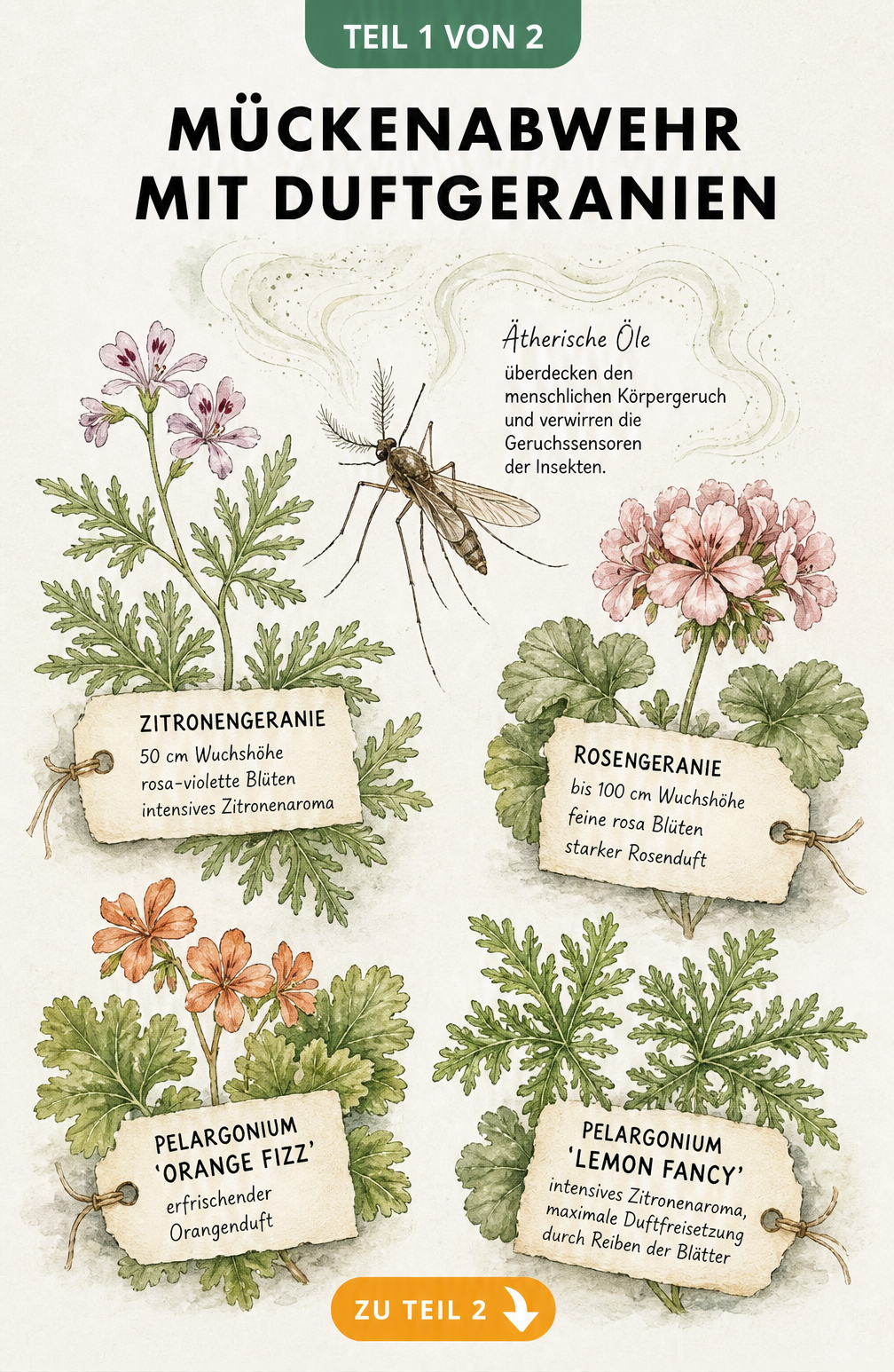 Botanische Illustration einer Stechmücke und vier Duftgeranien-Zweigen mit Sorten-Etiketten zur Mückenabwehr