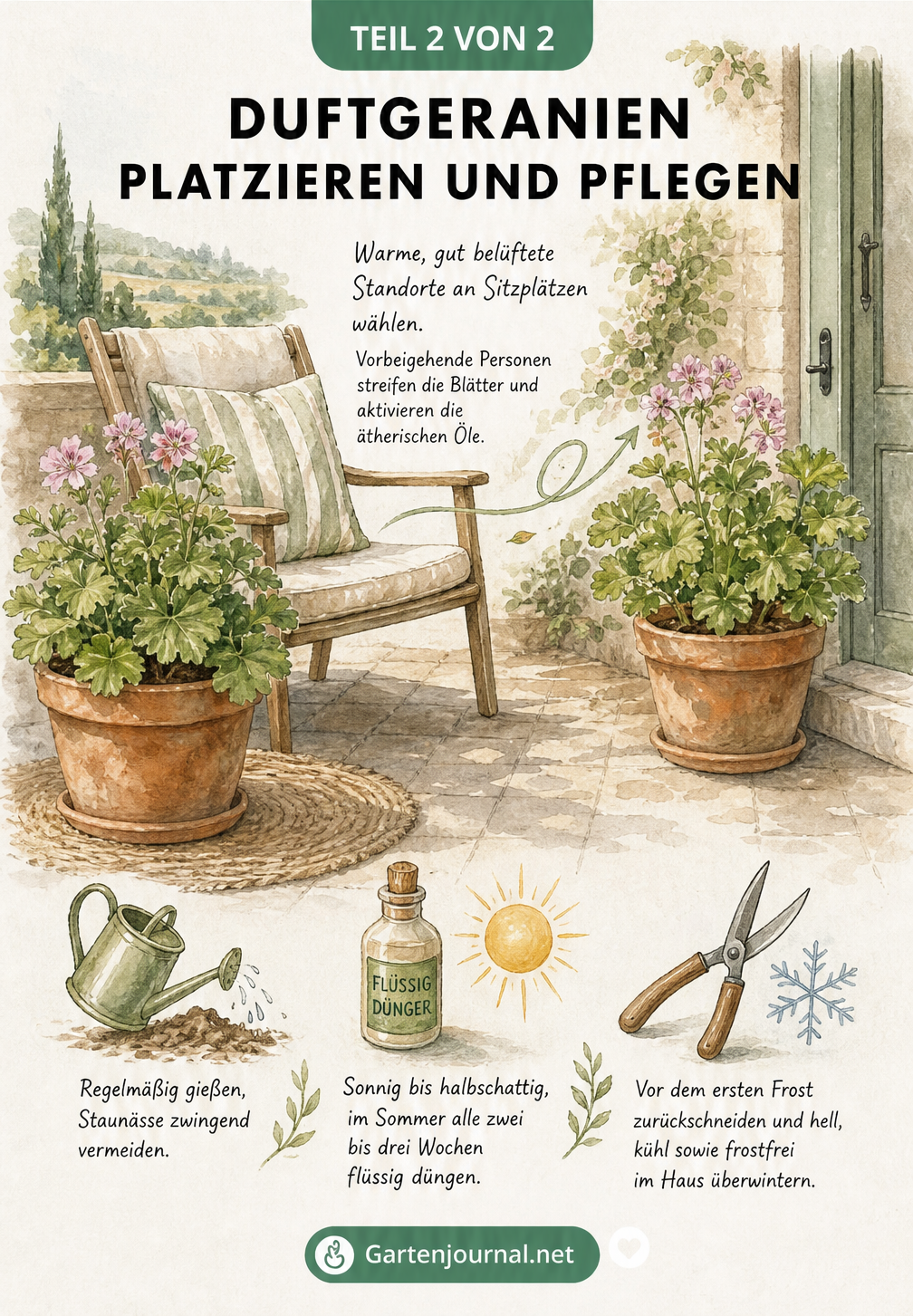 Aquarell-Zeichnung einer Terrasse mit Duftgeranien am Sitzplatz sowie Skizzen zu Pflege, Gießen und Überwinterung