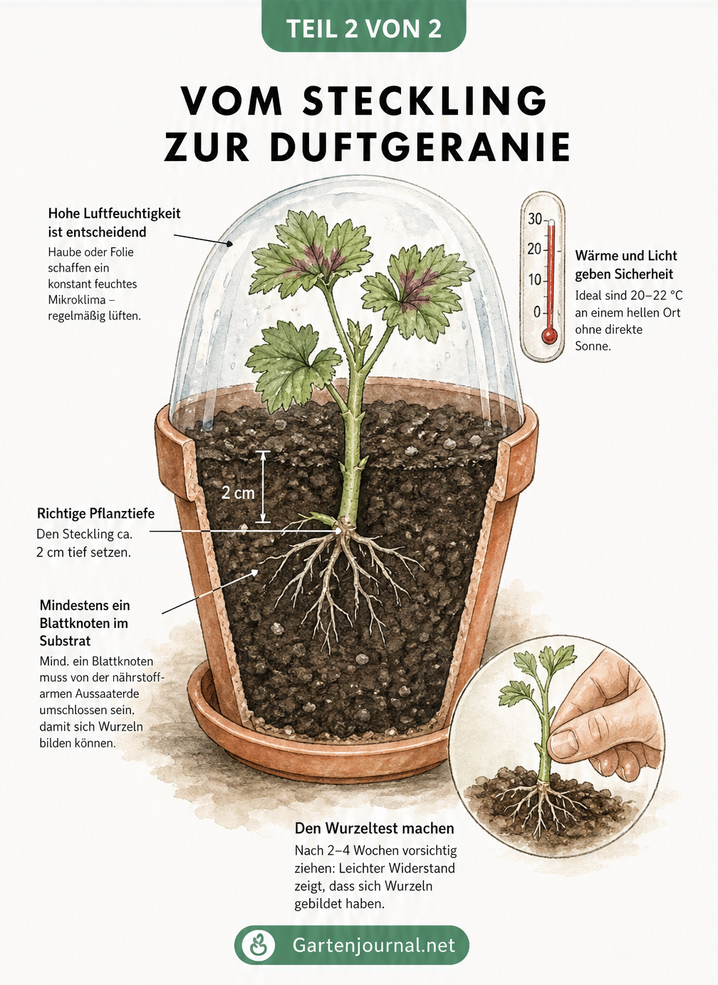 Schnittzeichnung eines bepflanzten Tontopfes mit einem Duftgeranien-Steckling, der die ideale Pflanztiefe und das Mikroklima unter einer Haube zeigt.
