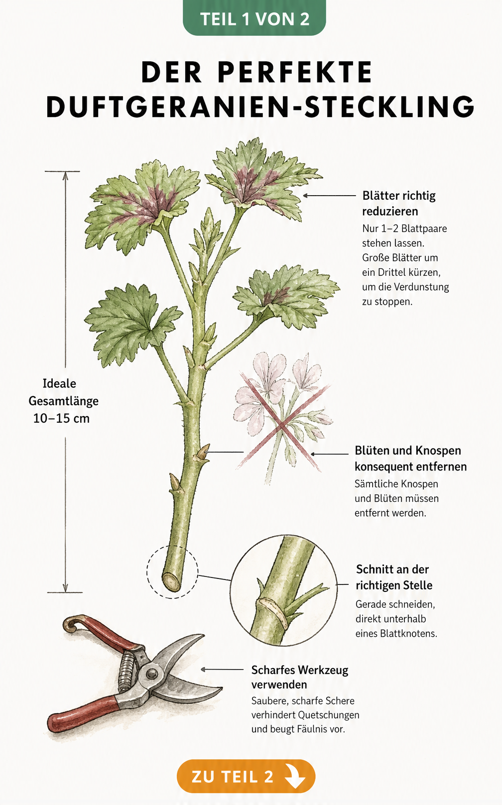 Botanische Illustration eines Duftgeranien-Stecklings mit Markierungen für den perfekten Schnitt, Blattkürzung und Entfernung von Blüten.